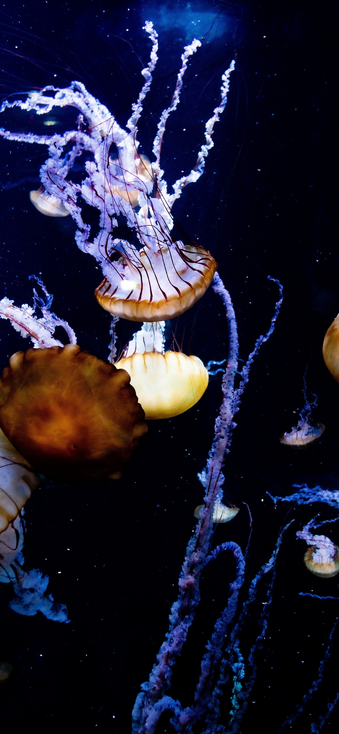 Medusas Blancas y Marrones en el Agua. Wallpaper in 1125x2436 Resolution