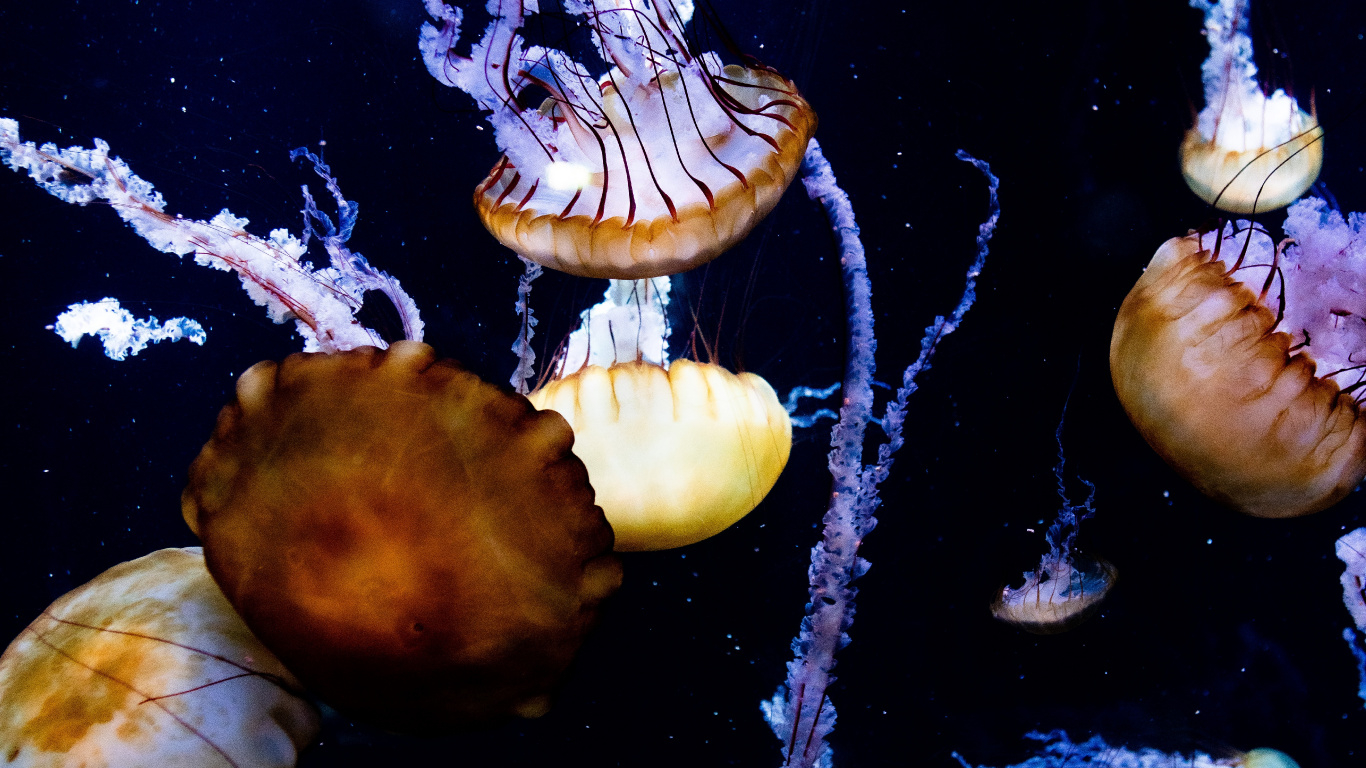 Medusas Blancas y Marrones en el Agua. Wallpaper in 1366x768 Resolution