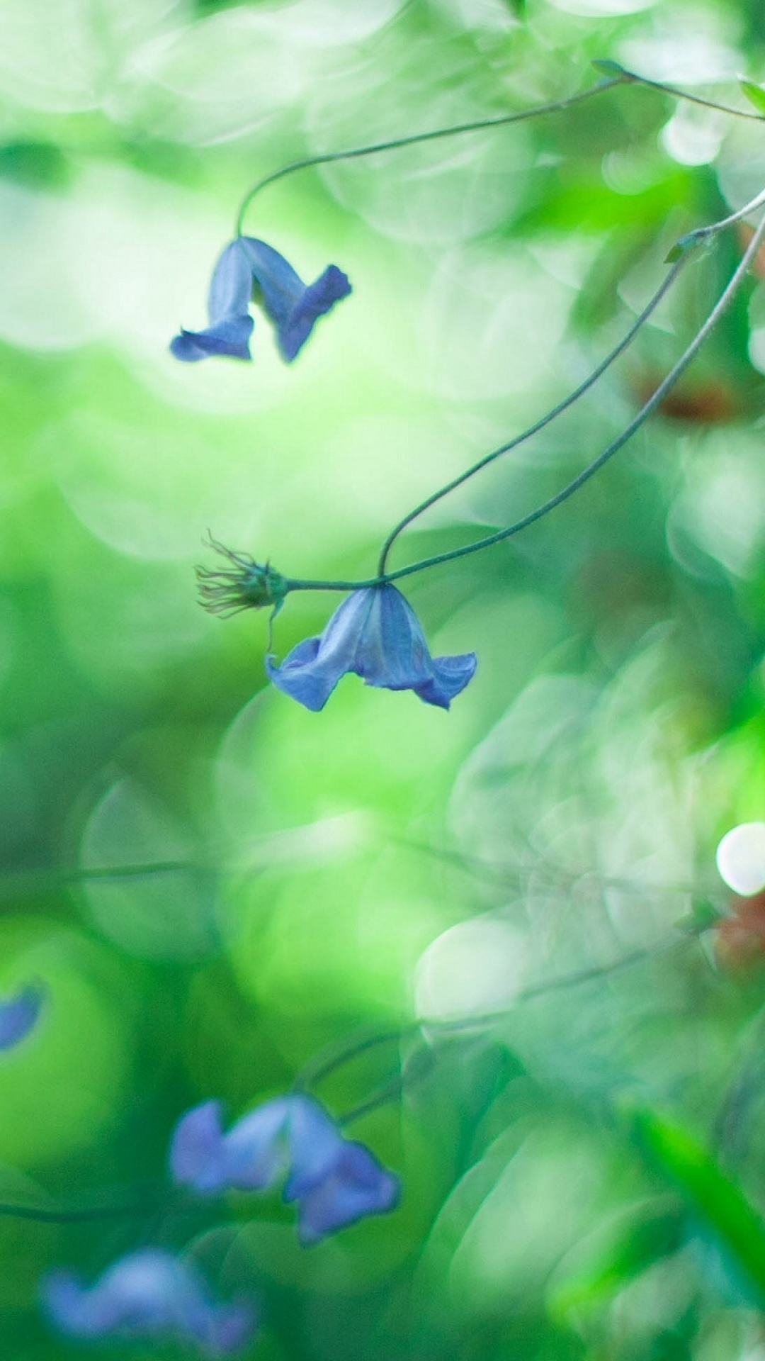 Weiße Blume in Tilt-Shift-Linse. Wallpaper in 1080x1920 Resolution