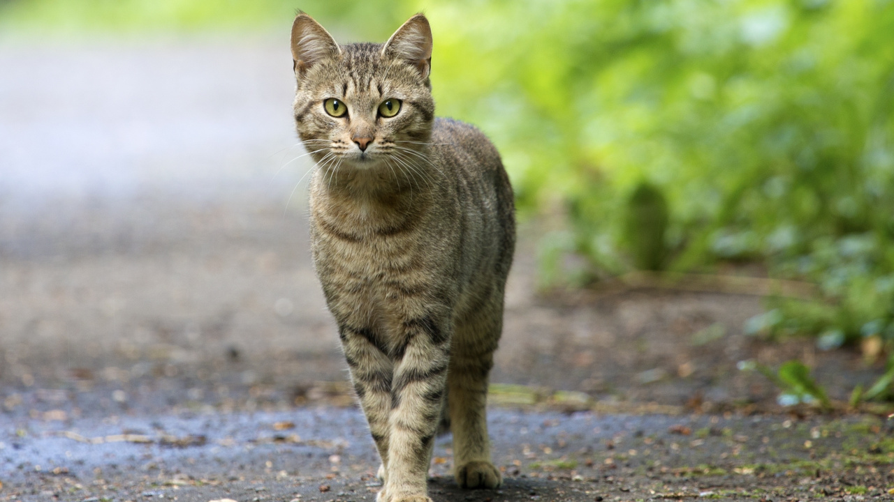 Chat Tigré Brun Sur la Route en Béton Gris Pendant la Journée. Wallpaper in 1280x720 Resolution