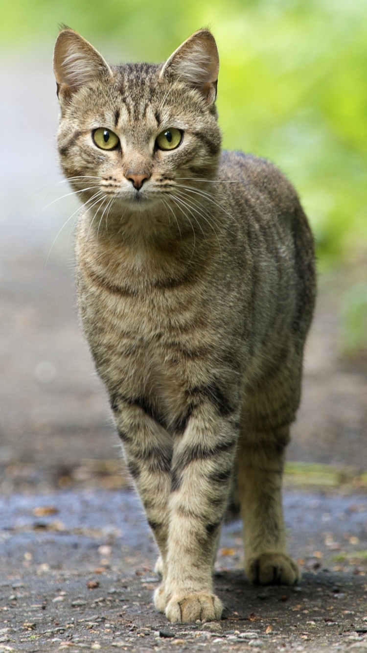 Brown Tabby Cat on Gray Concrete Road During Daytime. Wallpaper in 750x1334 Resolution
