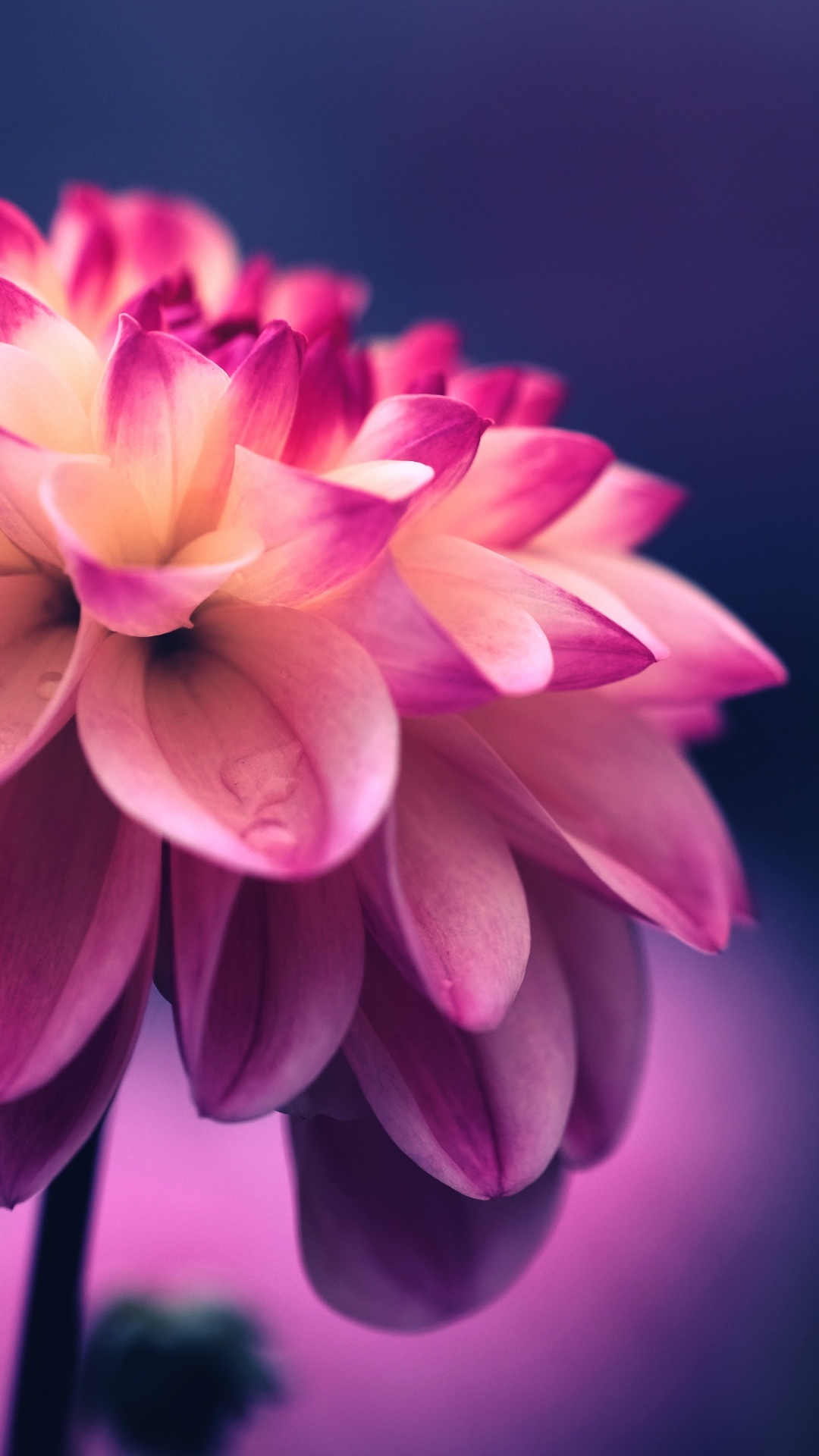 Flower, Pink, Silk, Rainbow Rose, Plant. Wallpaper in 1080x1920 Resolution