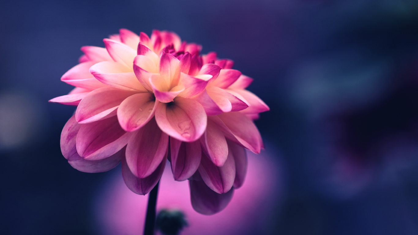 Flower, Pink, Silk, Rainbow Rose, Plant. Wallpaper in 1366x768 Resolution