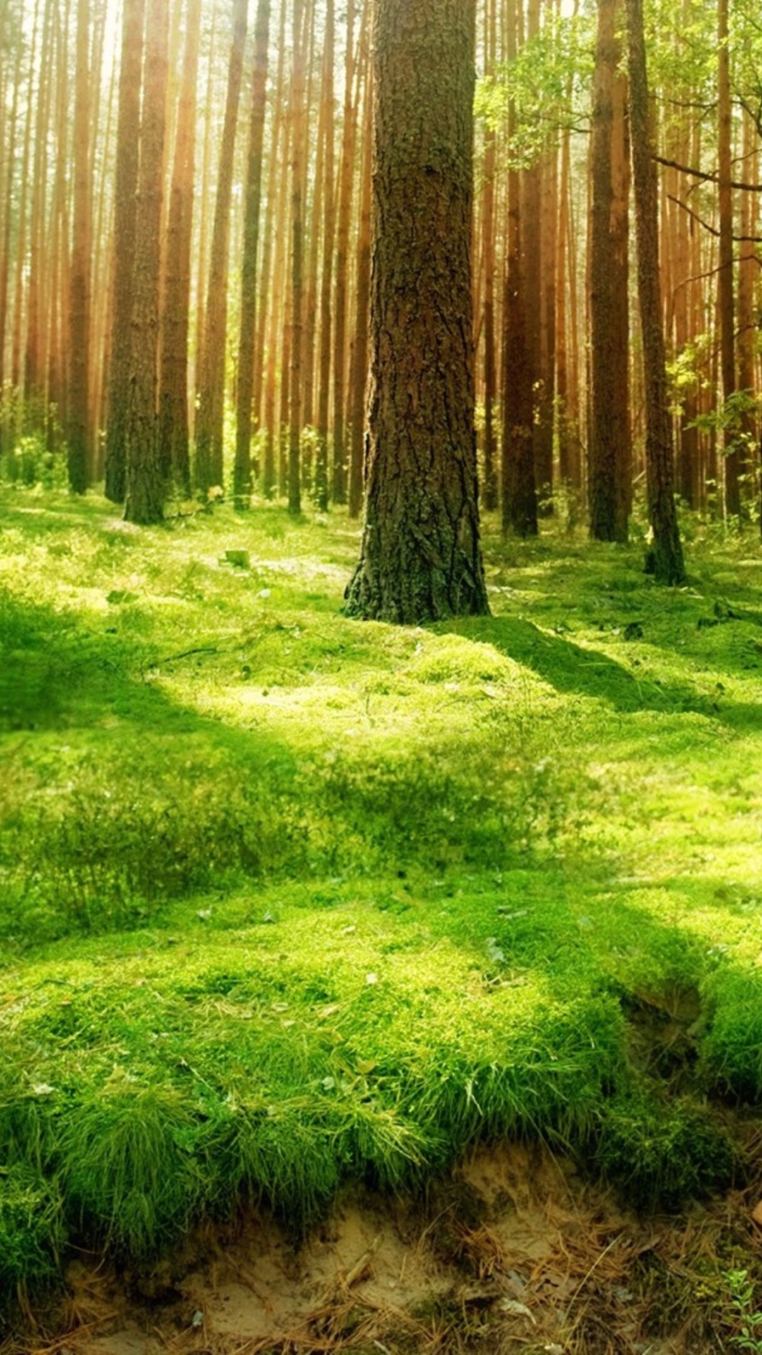 Green Grass Field With Trees. Wallpaper in 1080x1920 Resolution