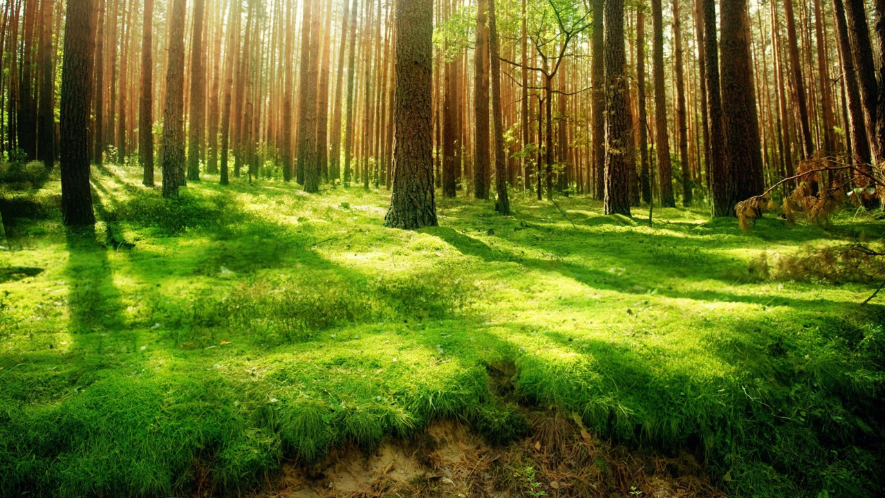 Green Grass Field With Trees. Wallpaper in 1280x720 Resolution