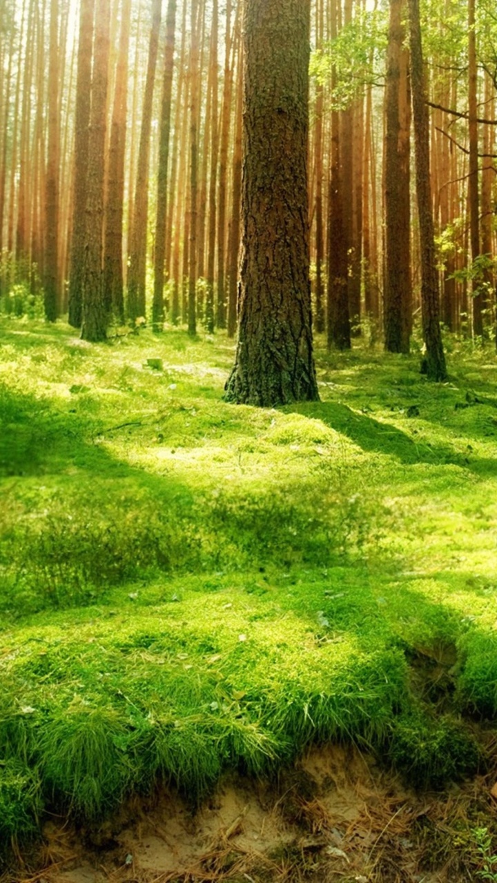 Green Grass Field With Trees. Wallpaper in 720x1280 Resolution