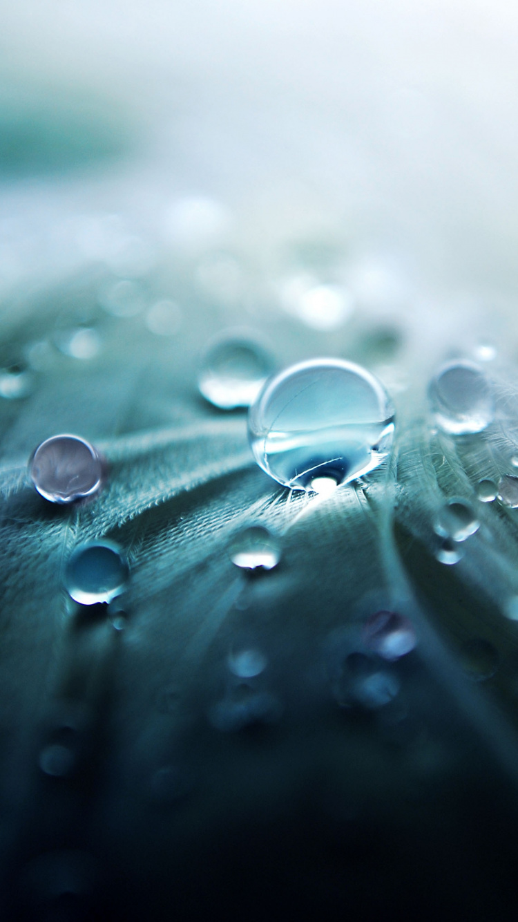 Gotas de Agua en la Hoja Verde. Wallpaper in 750x1334 Resolution