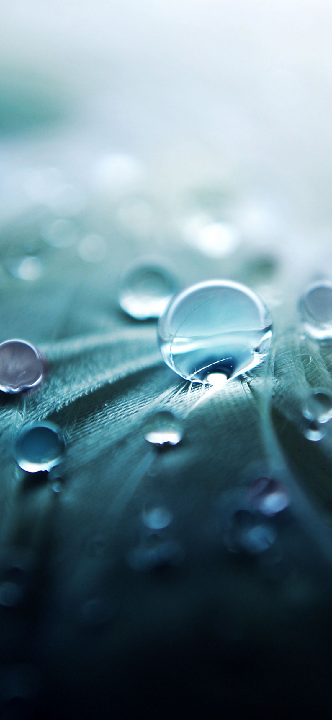 Water Droplets on Green Leaf. Wallpaper in 1125x2436 Resolution