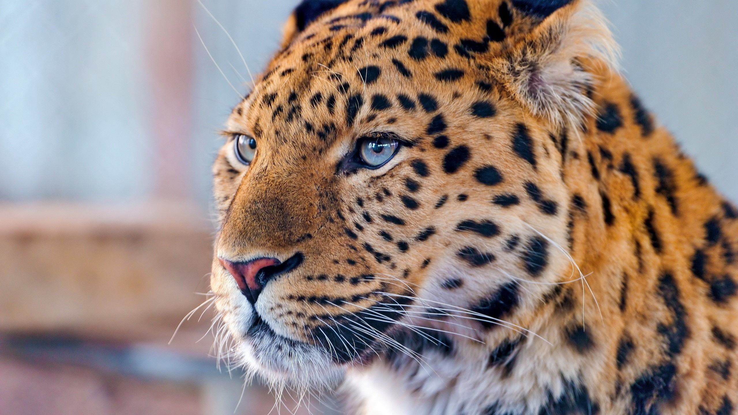 Leopardo Marrón y Negro en Fotografía de Cerca. Wallpaper in 2560x1440 Resolution