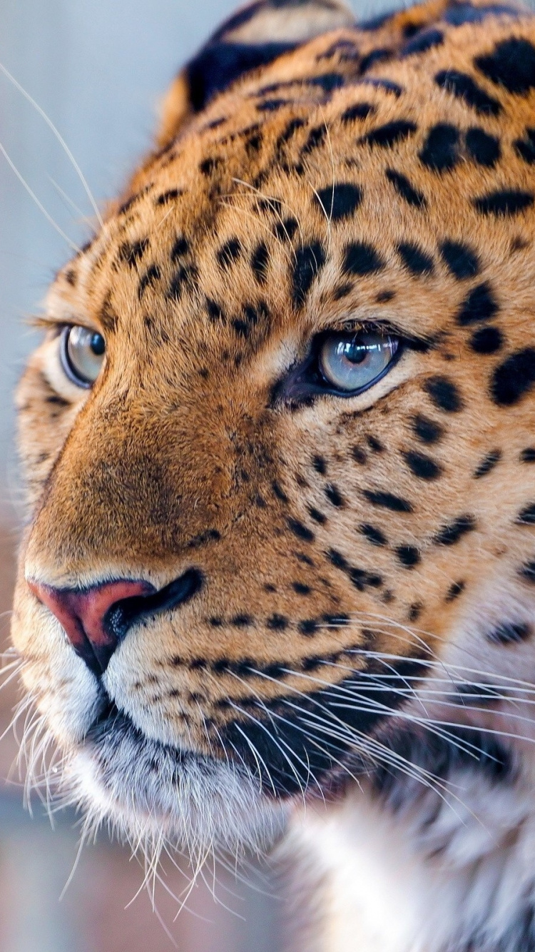 Leopardo Marrón y Negro en Fotografía de Cerca. Wallpaper in 750x1334 Resolution