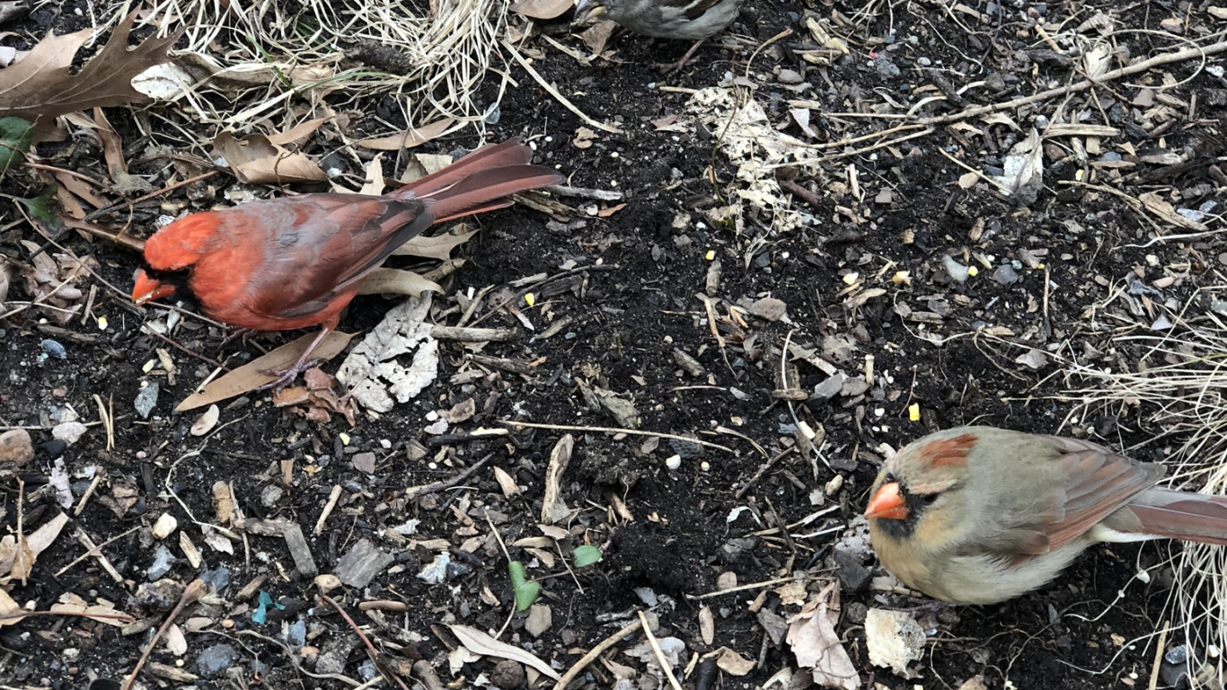 Passerine, Biology, Science, Adaptation, Bird. Wallpaper in 1366x768 Resolution