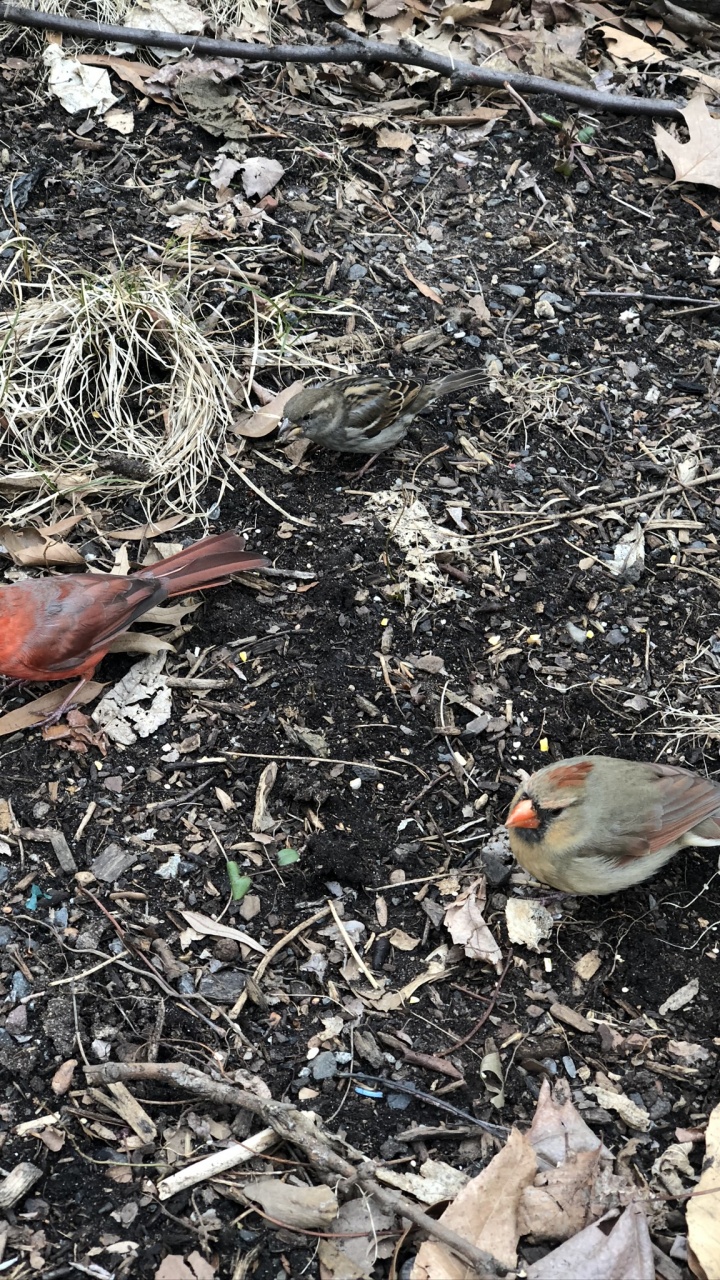 Passerine, Biology, Science, Adaptation, Bird. Wallpaper in 720x1280 Resolution