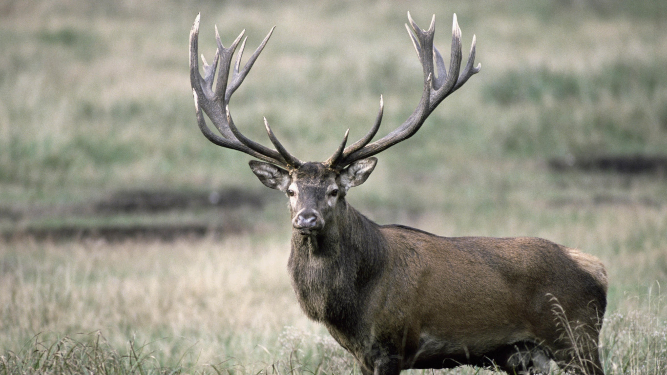 Brown Deer on Brown Grass Field During Daytime. Wallpaper in 1366x768 Resolution