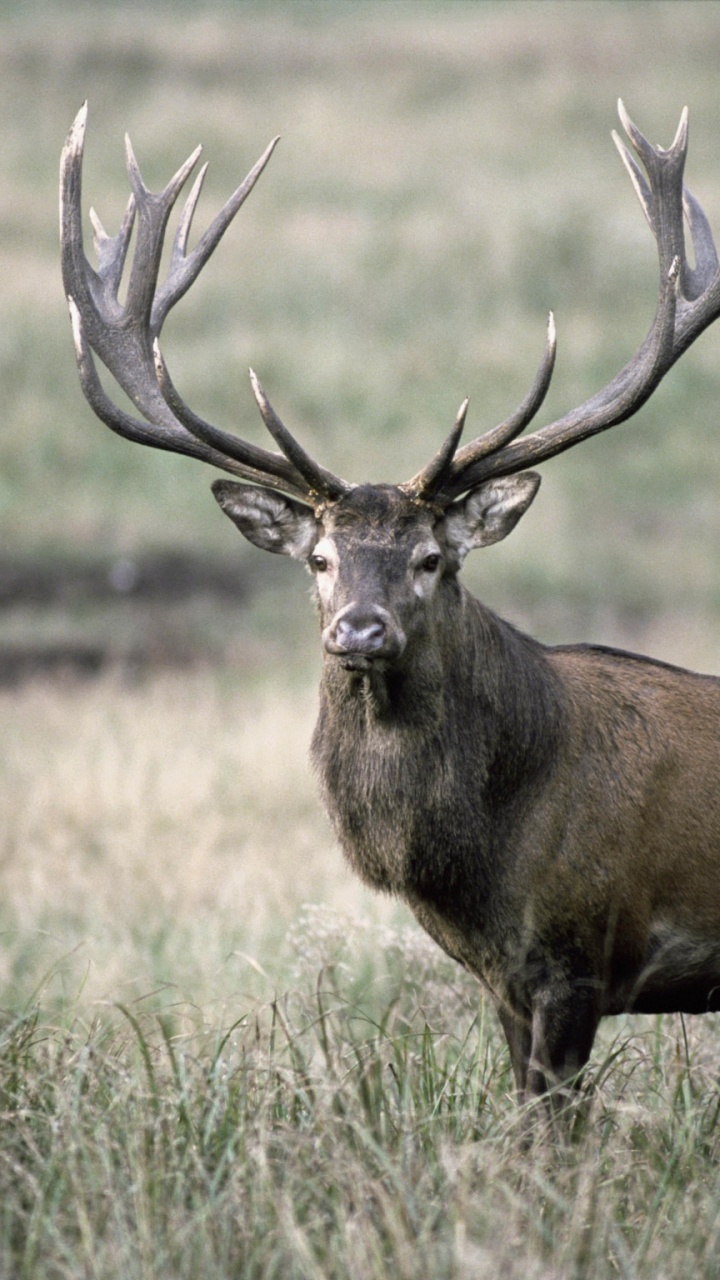 Brown Deer on Brown Grass Field During Daytime. Wallpaper in 720x1280 Resolution