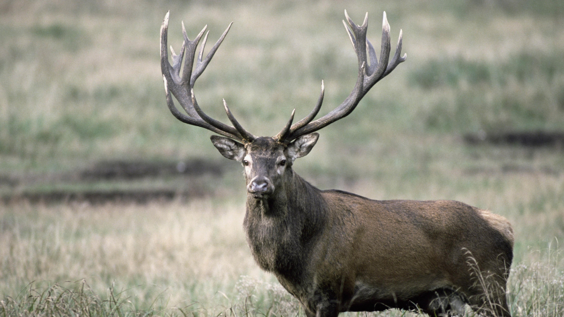 Cerf Brun Sur Terrain D'herbe Brune Pendant la Journée. Wallpaper in 1920x1080 Resolution