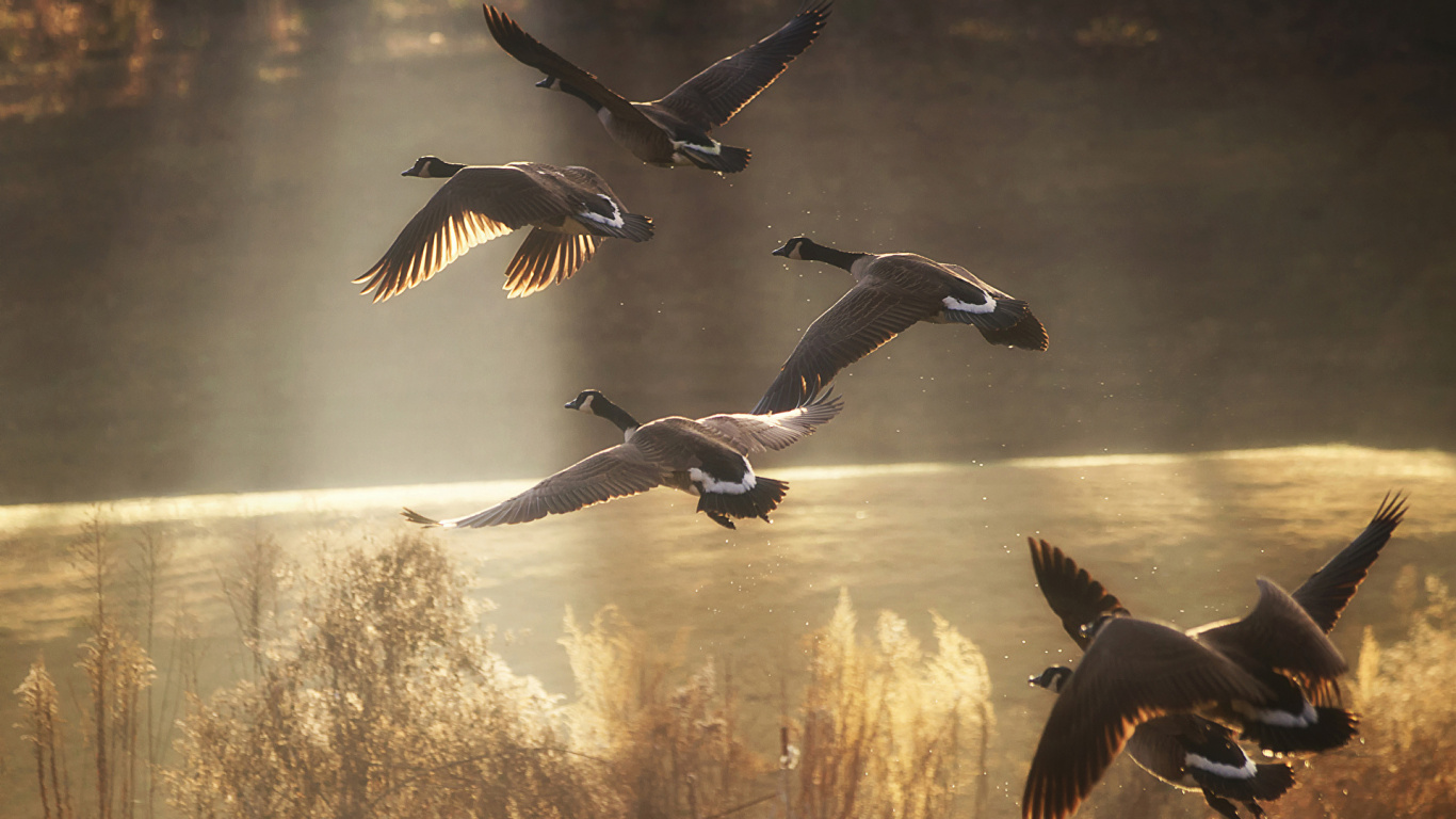 Flock of Geese Flying Over The Brown Grass During Daytime. Wallpaper in 1366x768 Resolution