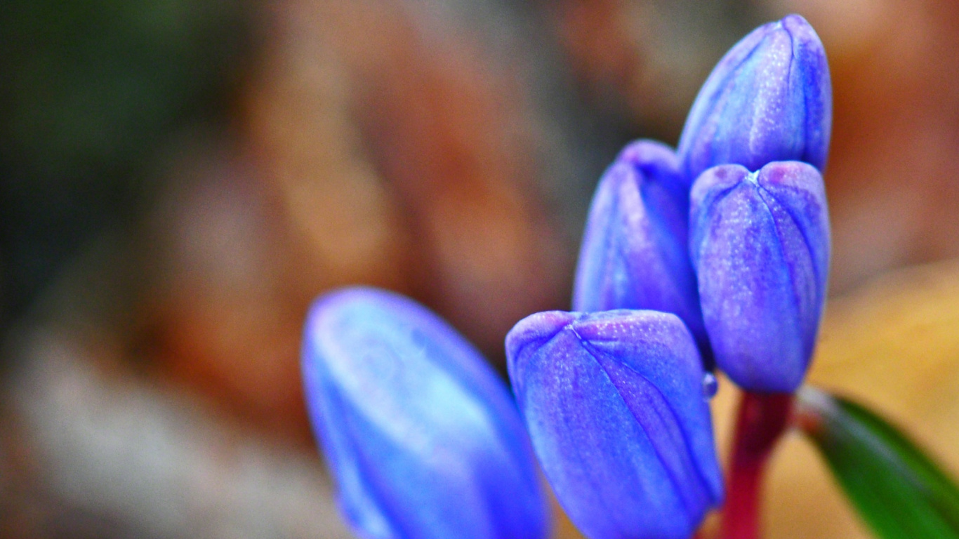 Purple Crocus Flowers in Bloom During Daytime. Wallpaper in 1366x768 Resolution