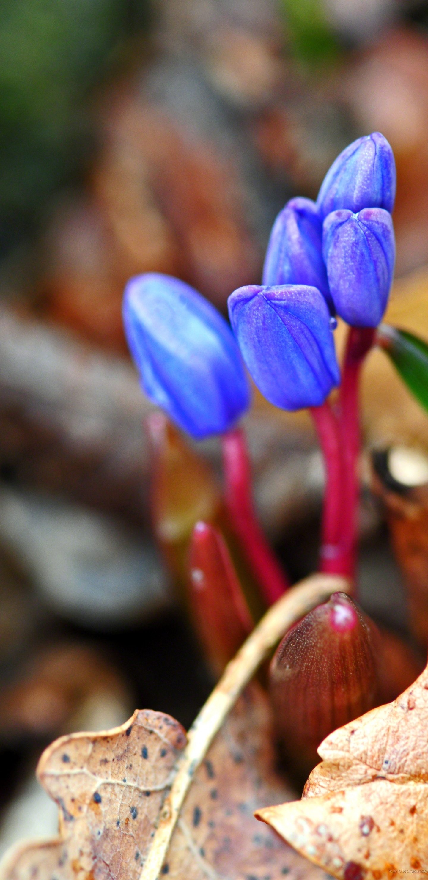 Fleurs de Crocus Violet en Fleurs Pendant la Journée. Wallpaper in 1440x2960 Resolution