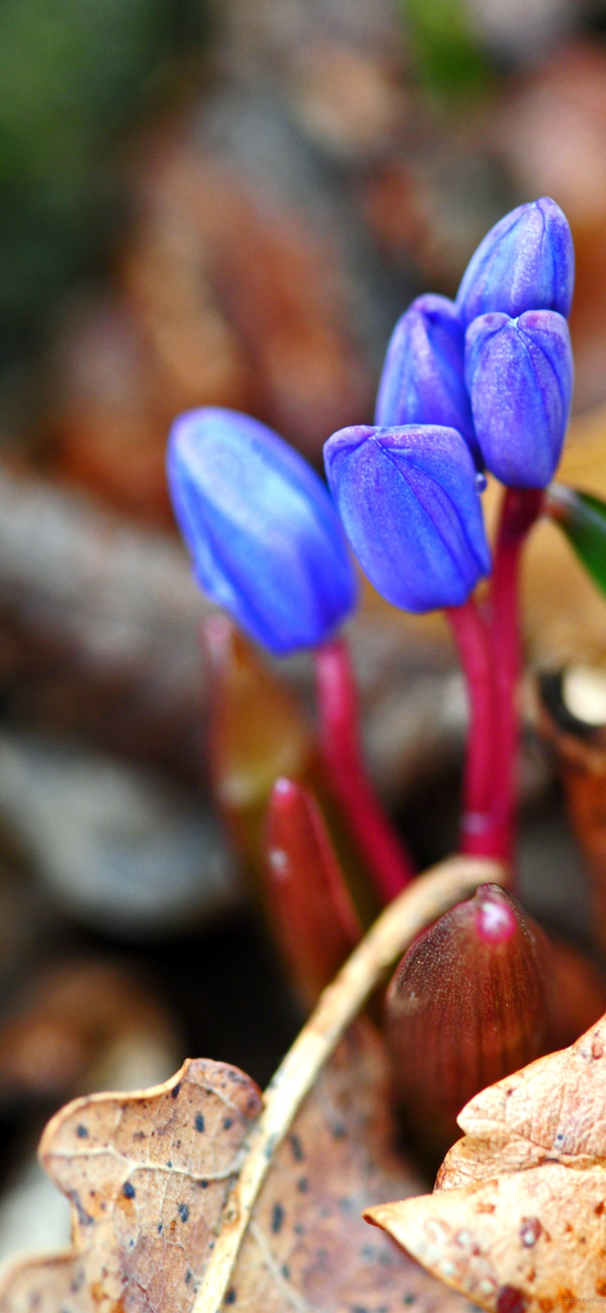 Flores de Azafrán Púrpura en Flor Durante el Día. Wallpaper in 1242x2688 Resolution