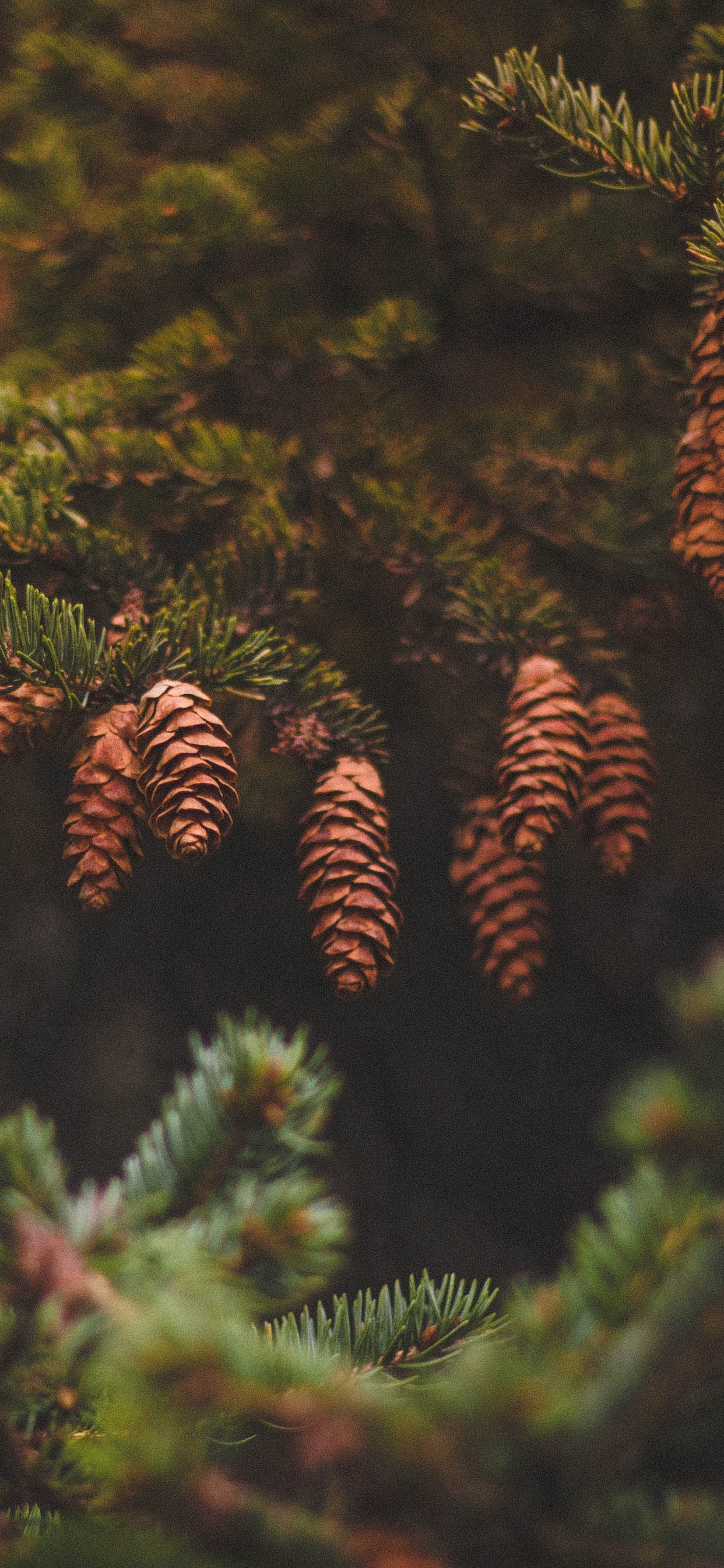 Green Pine Tree in Close up Photography. Wallpaper in 1242x2688 Resolution
