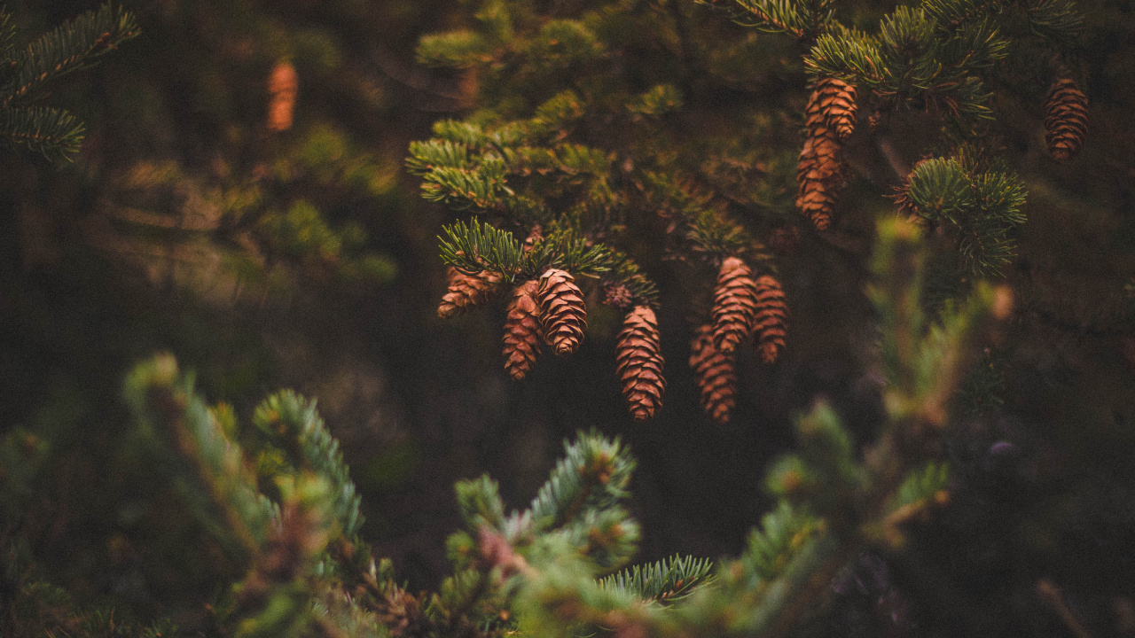 Green Pine Tree in Close up Photography. Wallpaper in 1280x720 Resolution