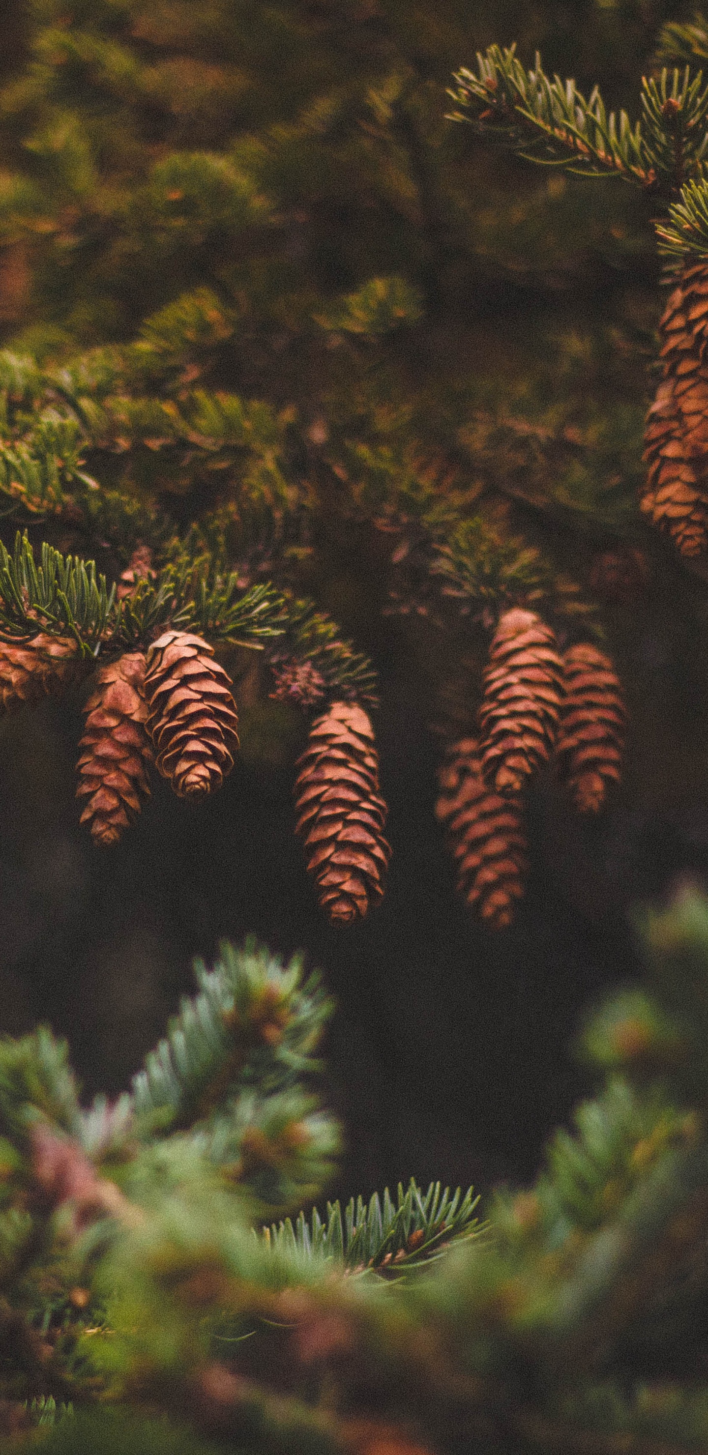 Green Pine Tree in Close up Photography. Wallpaper in 1440x2960 Resolution