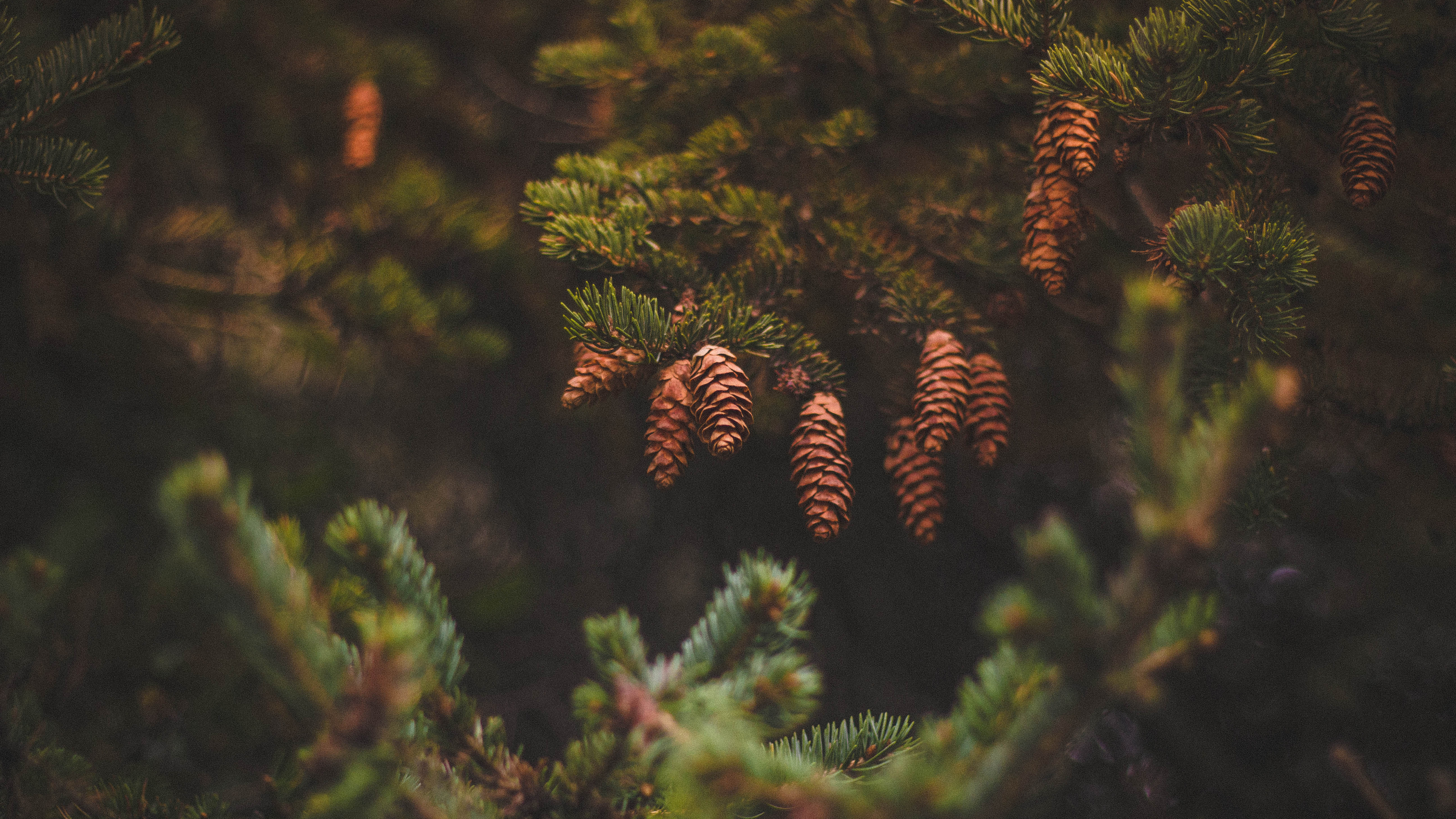 Green Pine Tree in Close up Photography. Wallpaper in 3840x2160 Resolution