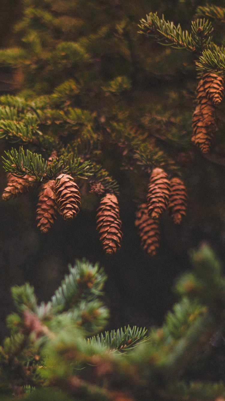 Green Pine Tree in Close up Photography. Wallpaper in 750x1334 Resolution