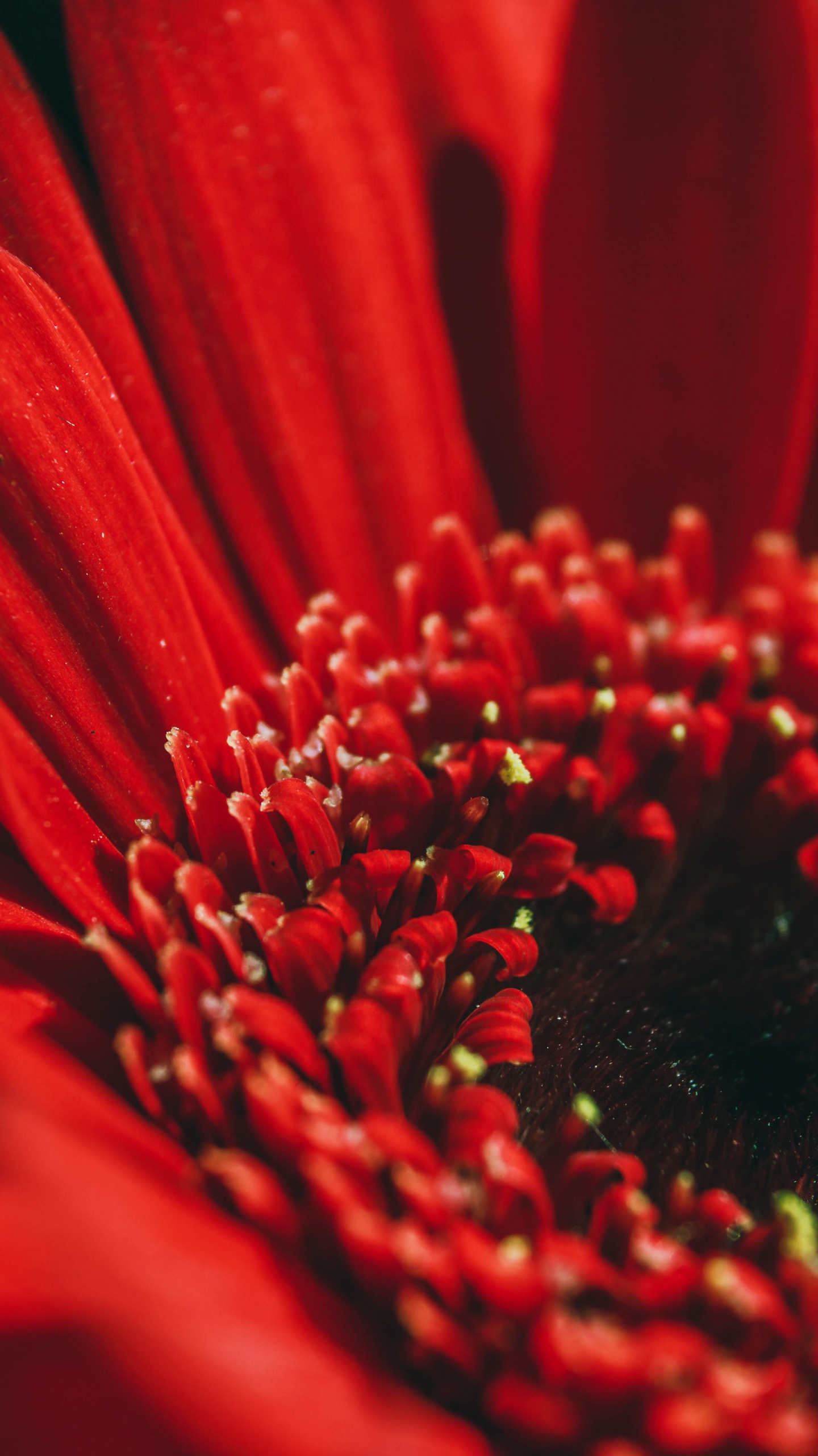Fleur Rouge en Objectif Macro. Wallpaper in 1440x2560 Resolution