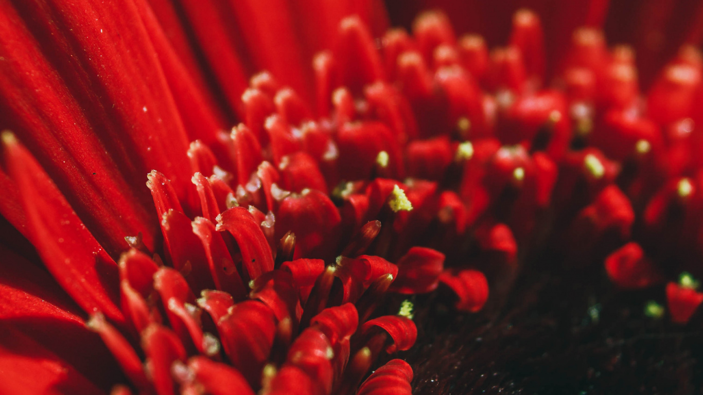 Flor Roja en Lente Macro. Wallpaper in 1366x768 Resolution