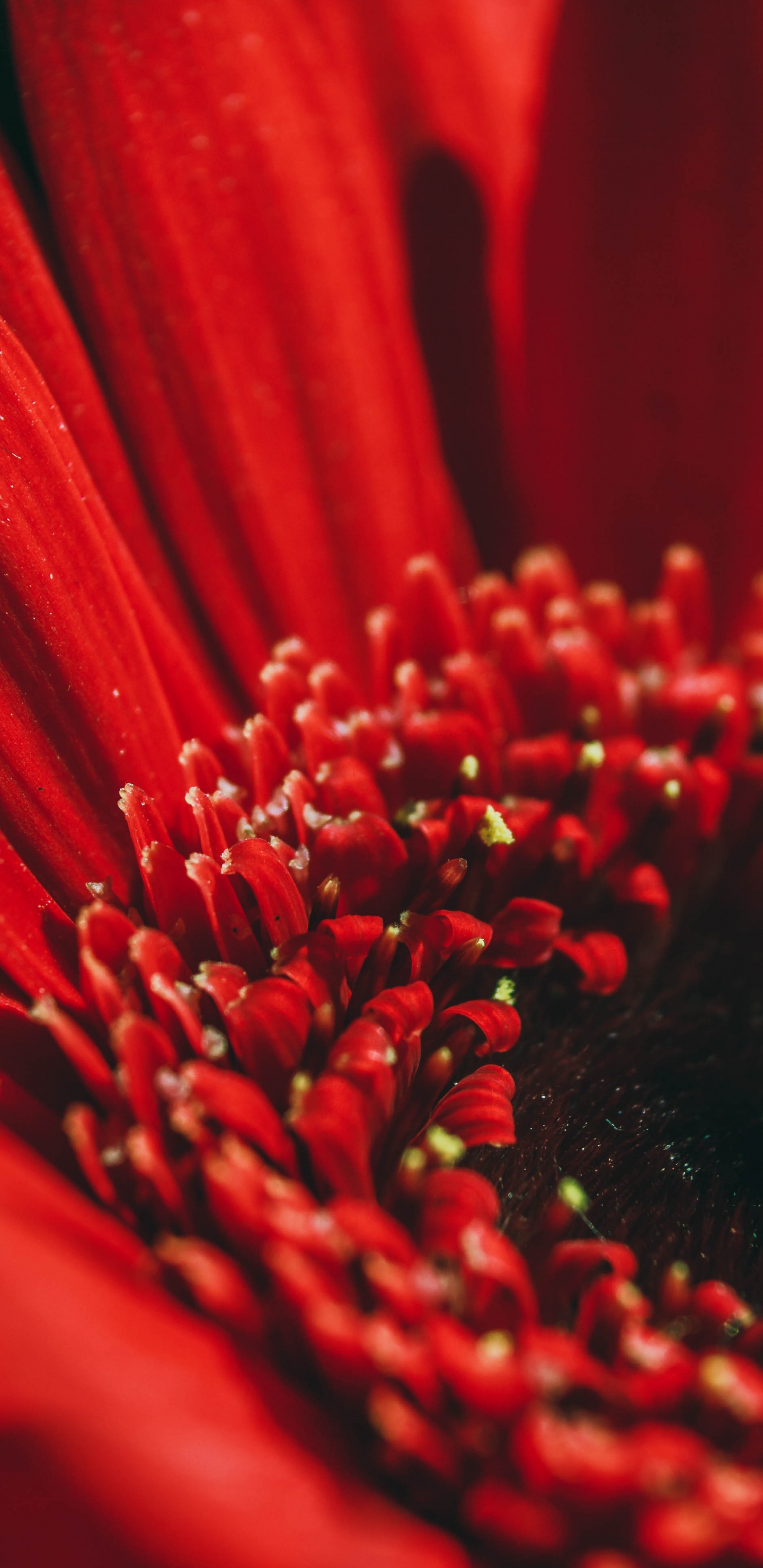 Red Flower in Macro Lens. Wallpaper in 1440x2960 Resolution