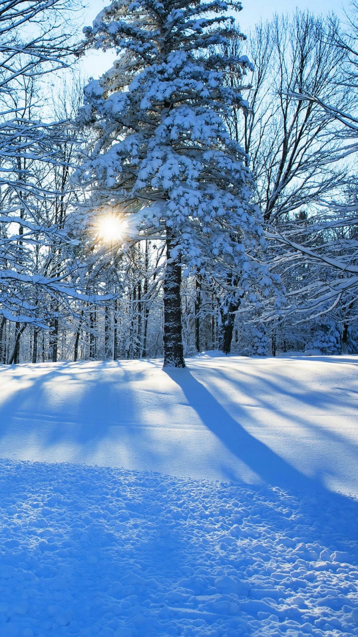 Schneebedeckte Bäume Tagsüber. Wallpaper in 720x1280 Resolution