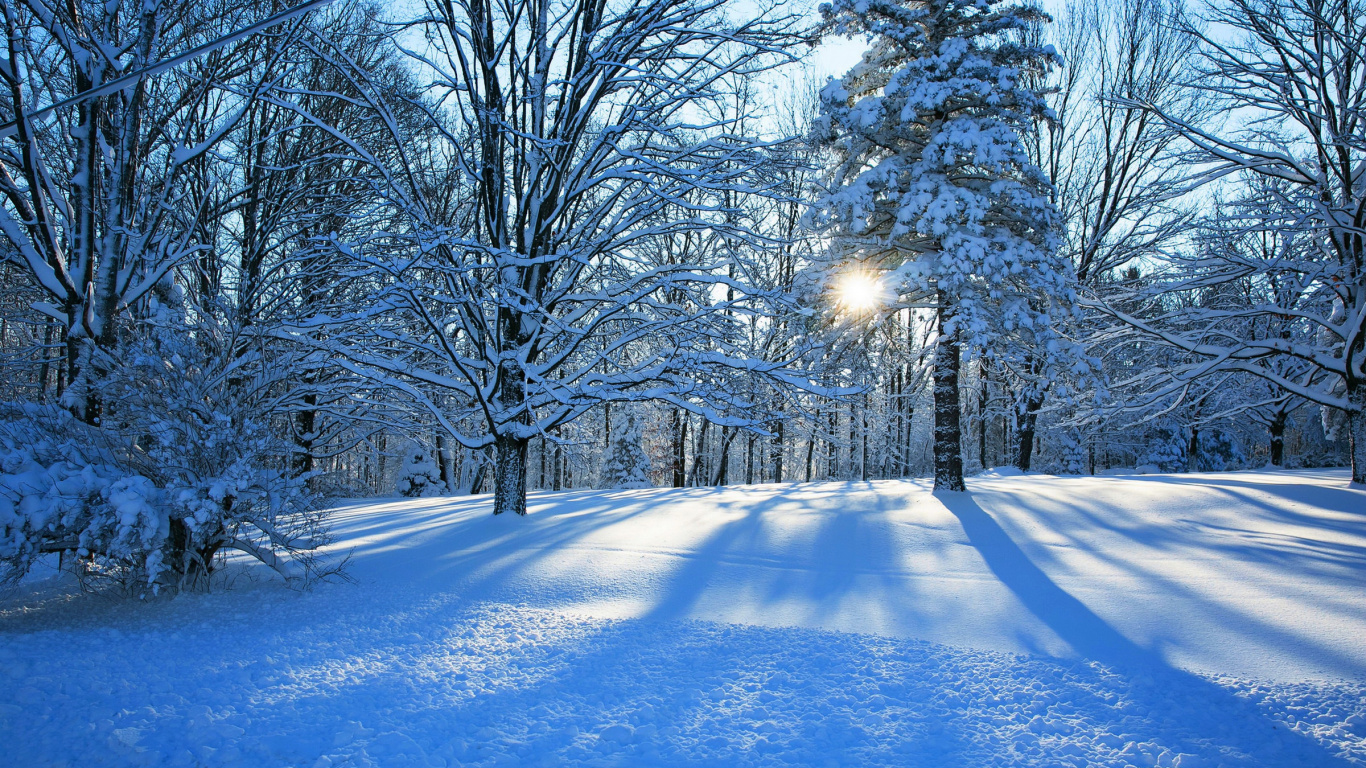 Snow Covered Trees During Daytime. Wallpaper in 1366x768 Resolution