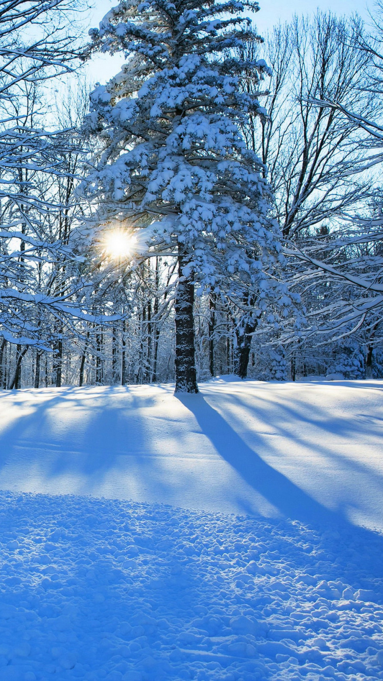Snow Covered Trees During Daytime. Wallpaper in 750x1334 Resolution