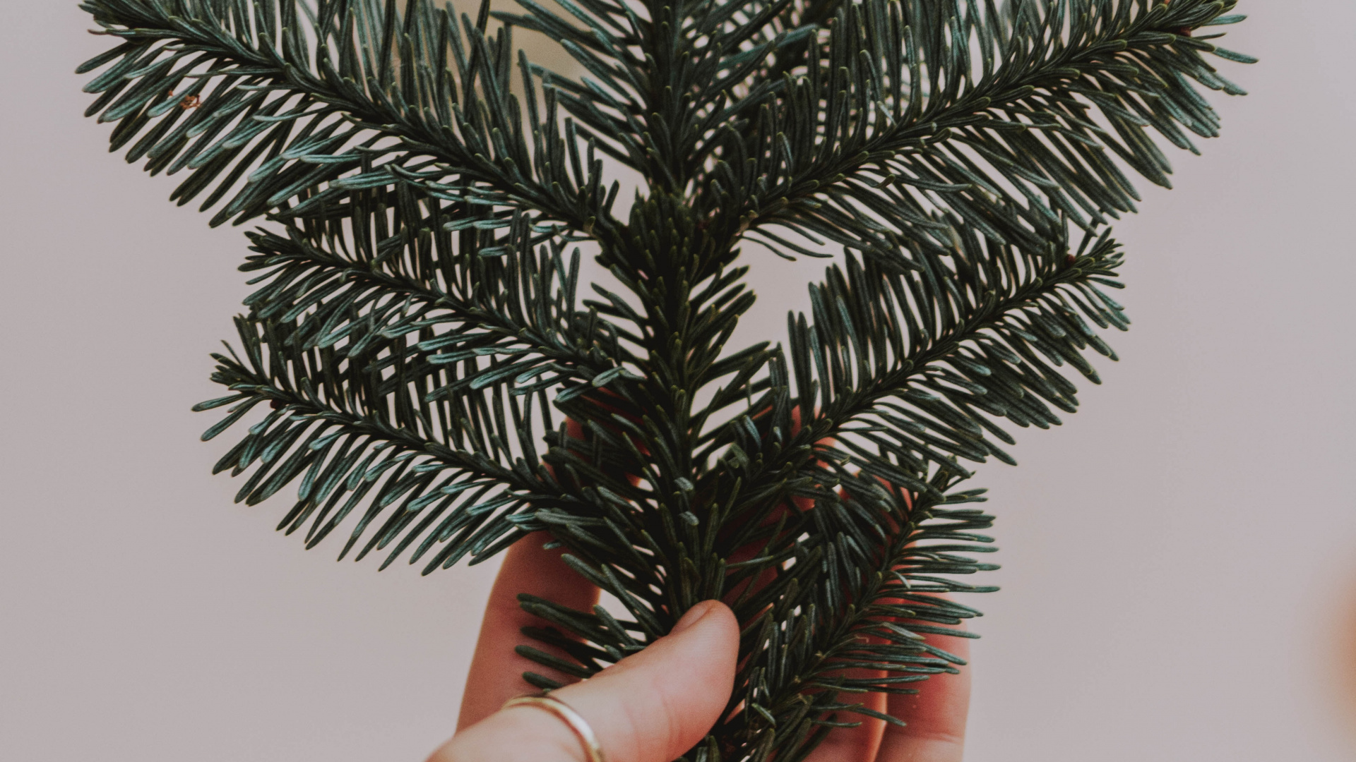 Person, Die Eine Grüne Kiefer Hält. Wallpaper in 1920x1080 Resolution