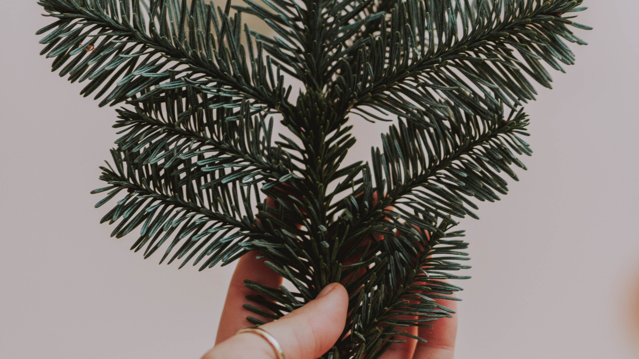 Person Holding Green Pine Tree. Wallpaper in 2560x1440 Resolution