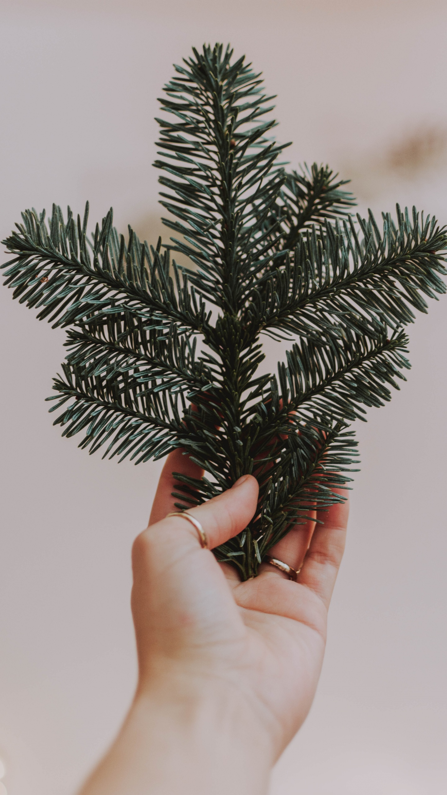 Persona Sosteniendo un Pino Verde. Wallpaper in 1440x2560 Resolution