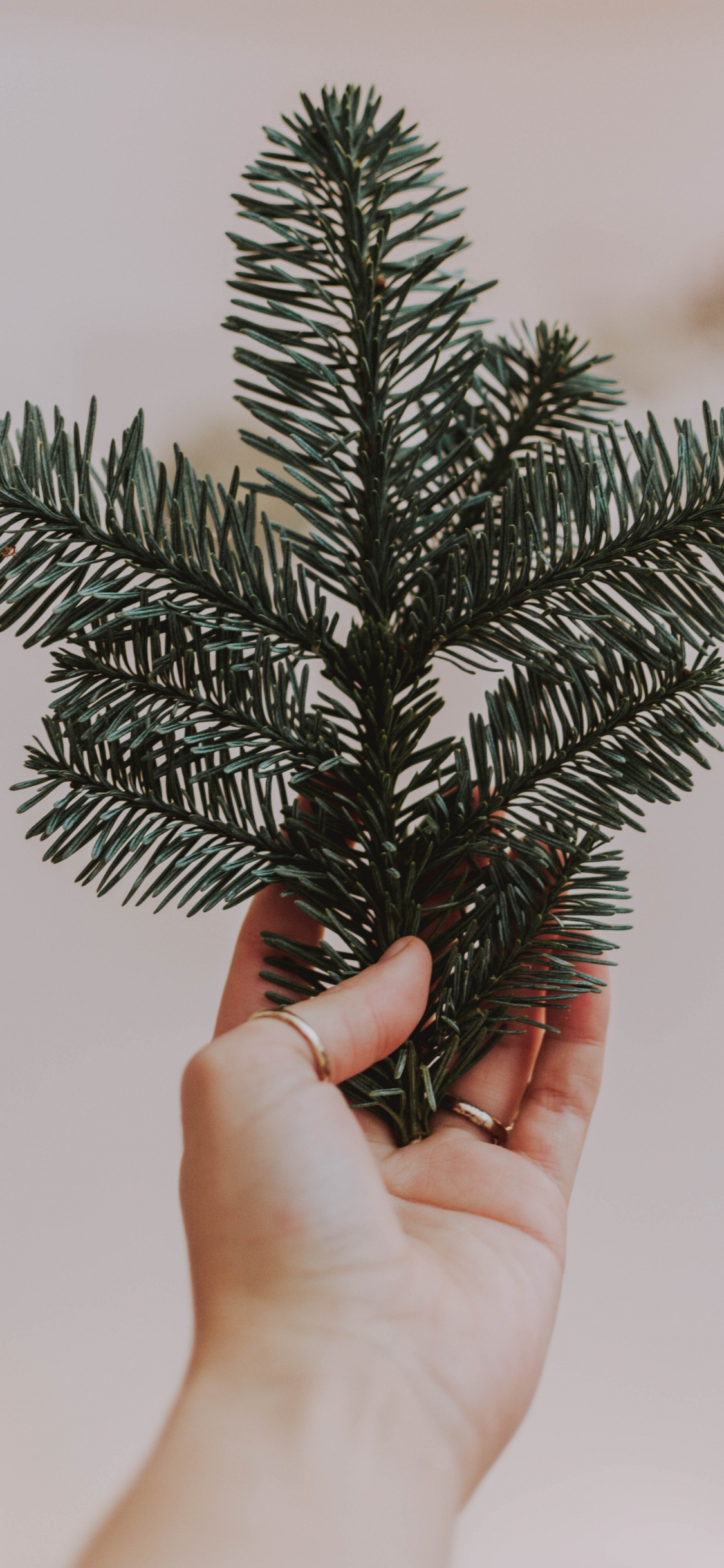 Personne Tenant un Pin Vert. Wallpaper in 1125x2436 Resolution