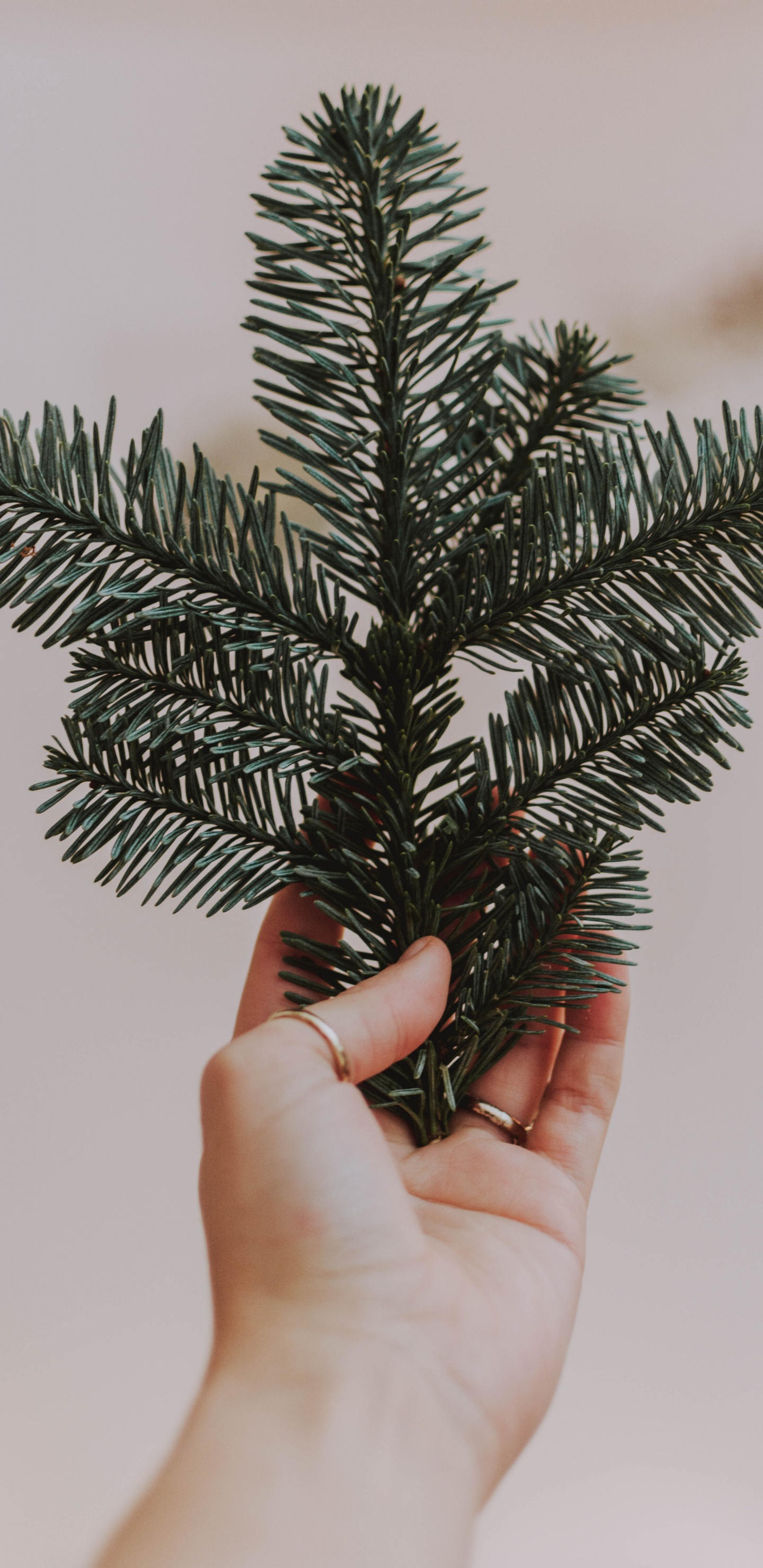 Personne Tenant un Pin Vert. Wallpaper in 1440x2960 Resolution