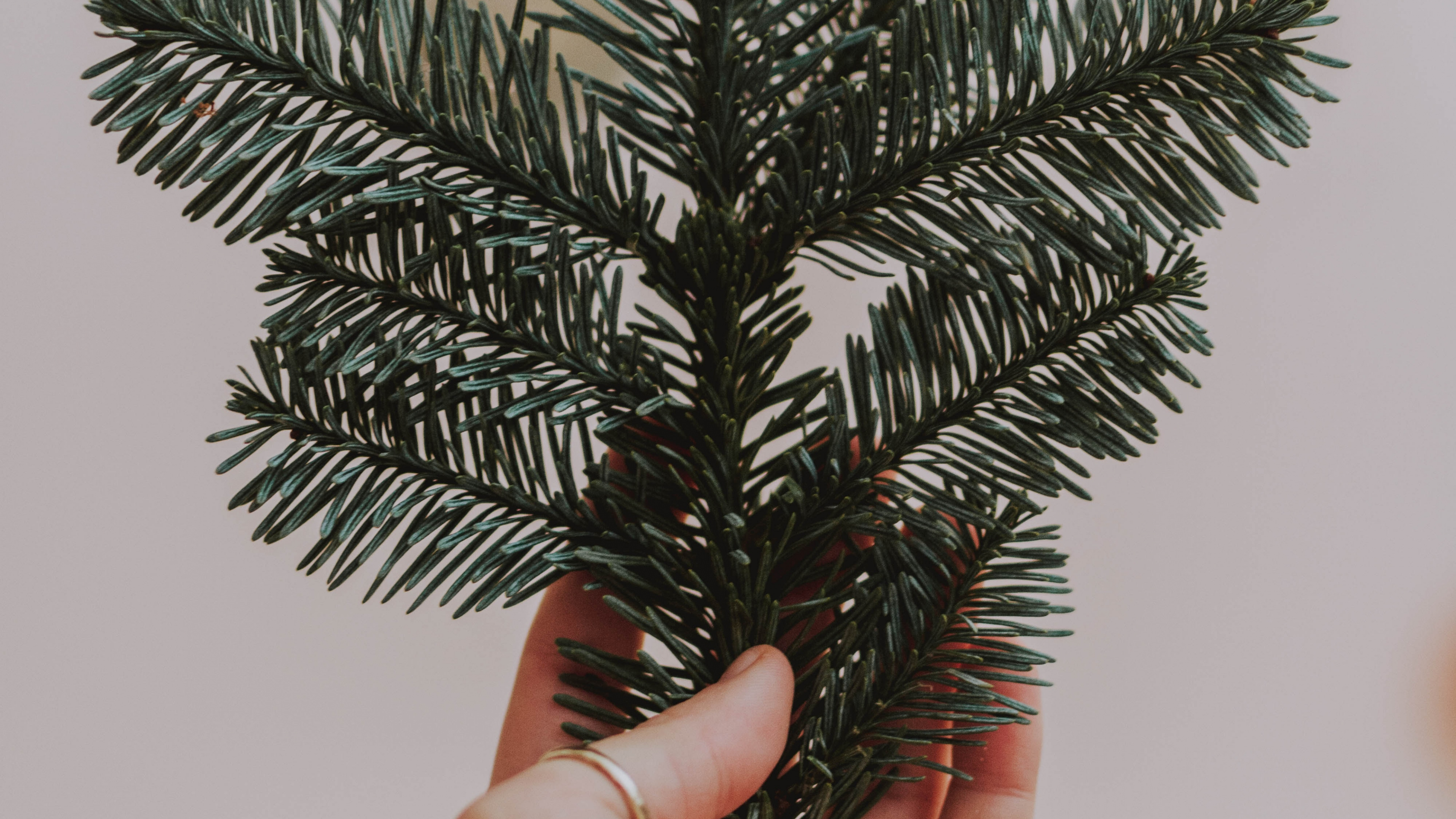 Personne Tenant un Pin Vert. Wallpaper in 3840x2160 Resolution