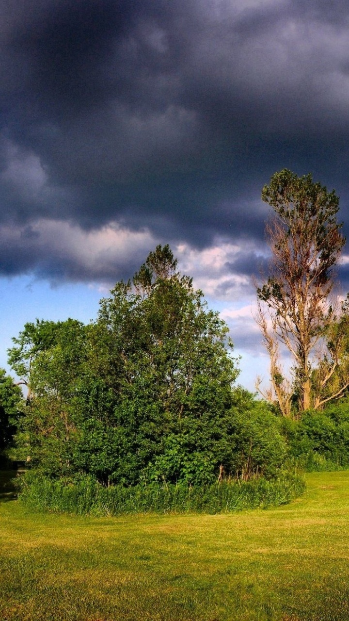 Campo de Hierba Verde Con Árboles Bajo un Cielo Azul y Nubes Blancas Durante el Día. Wallpaper in 720x1280 Resolution