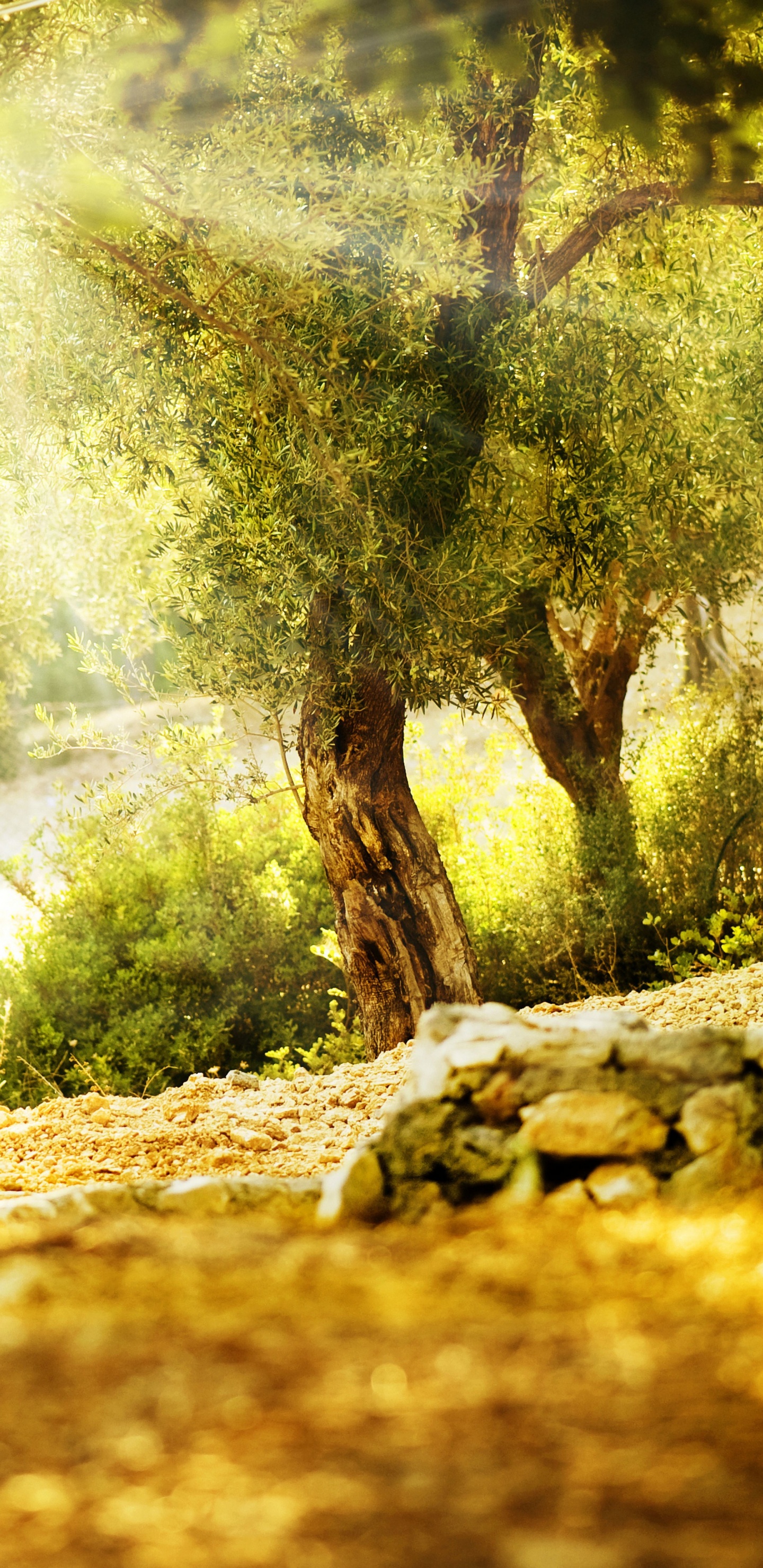 Arbres Verts Sur Sol Brun Pendant la Journée. Wallpaper in 1440x2960 Resolution