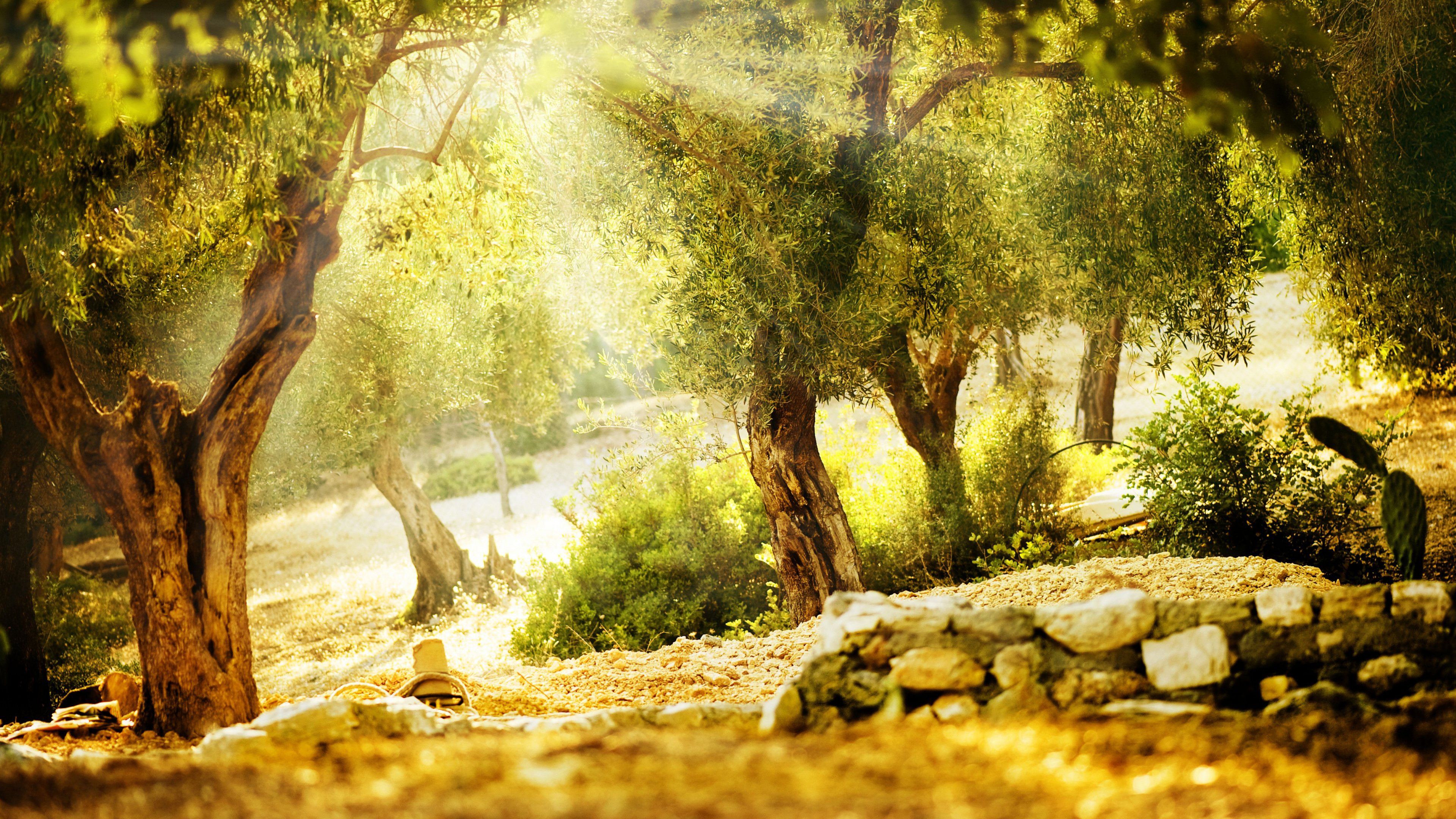 Arbres Verts Sur Sol Brun Pendant la Journée. Wallpaper in 3840x2160 Resolution