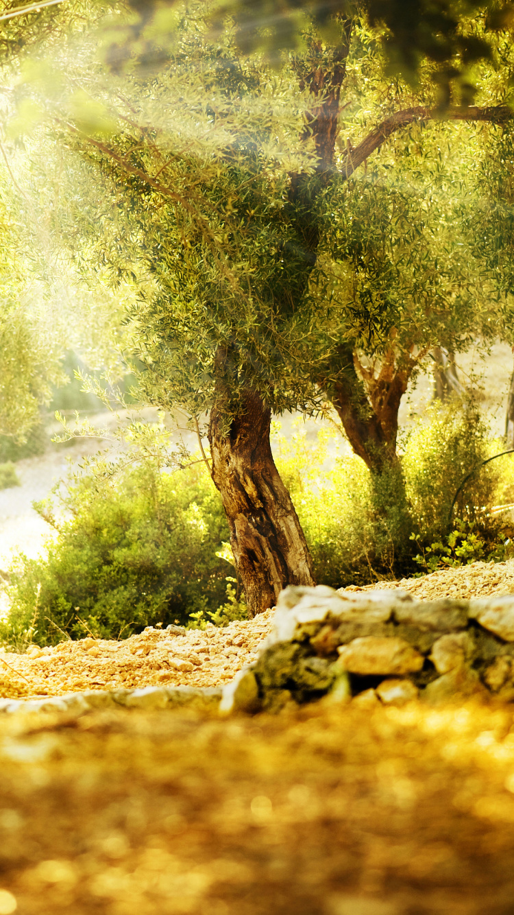 Arbres Verts Sur Sol Brun Pendant la Journée. Wallpaper in 750x1334 Resolution