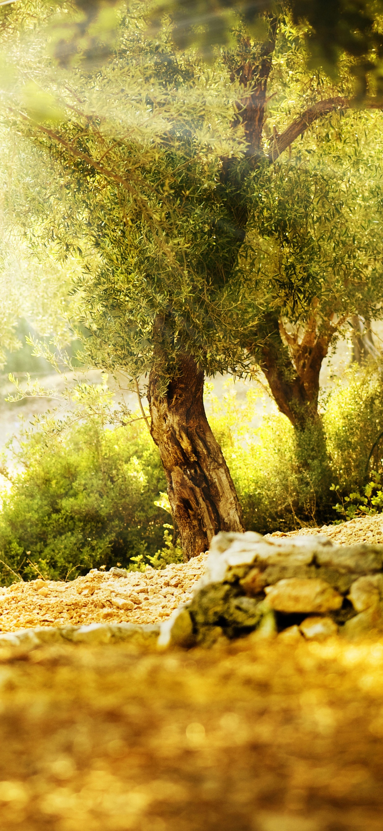 Green Trees on Brown Soil During Daytime. Wallpaper in 1242x2688 Resolution