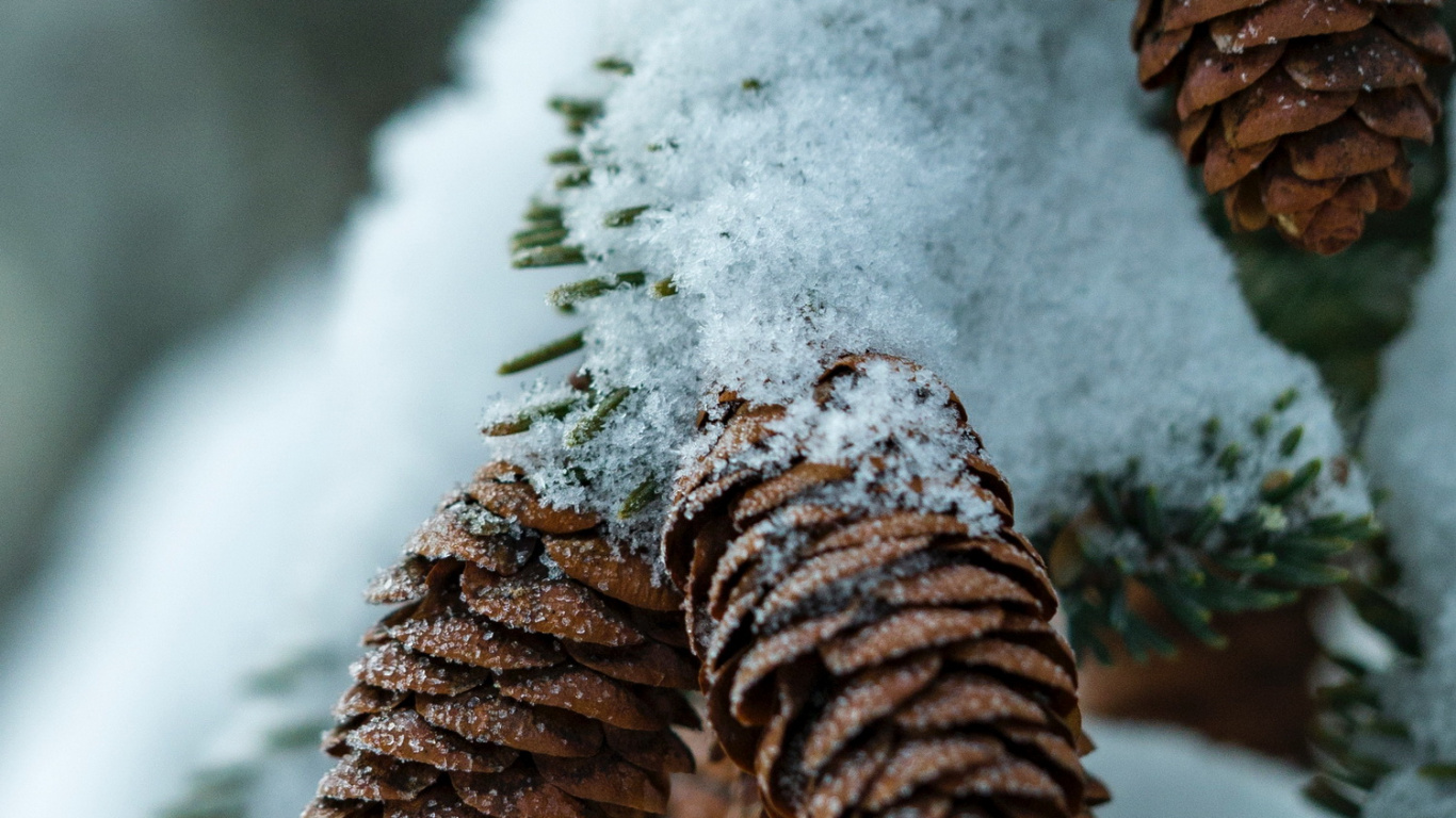 Piano Virtual, Piano, Nieve, Material Natural, Ramita. Wallpaper in 1366x768 Resolution