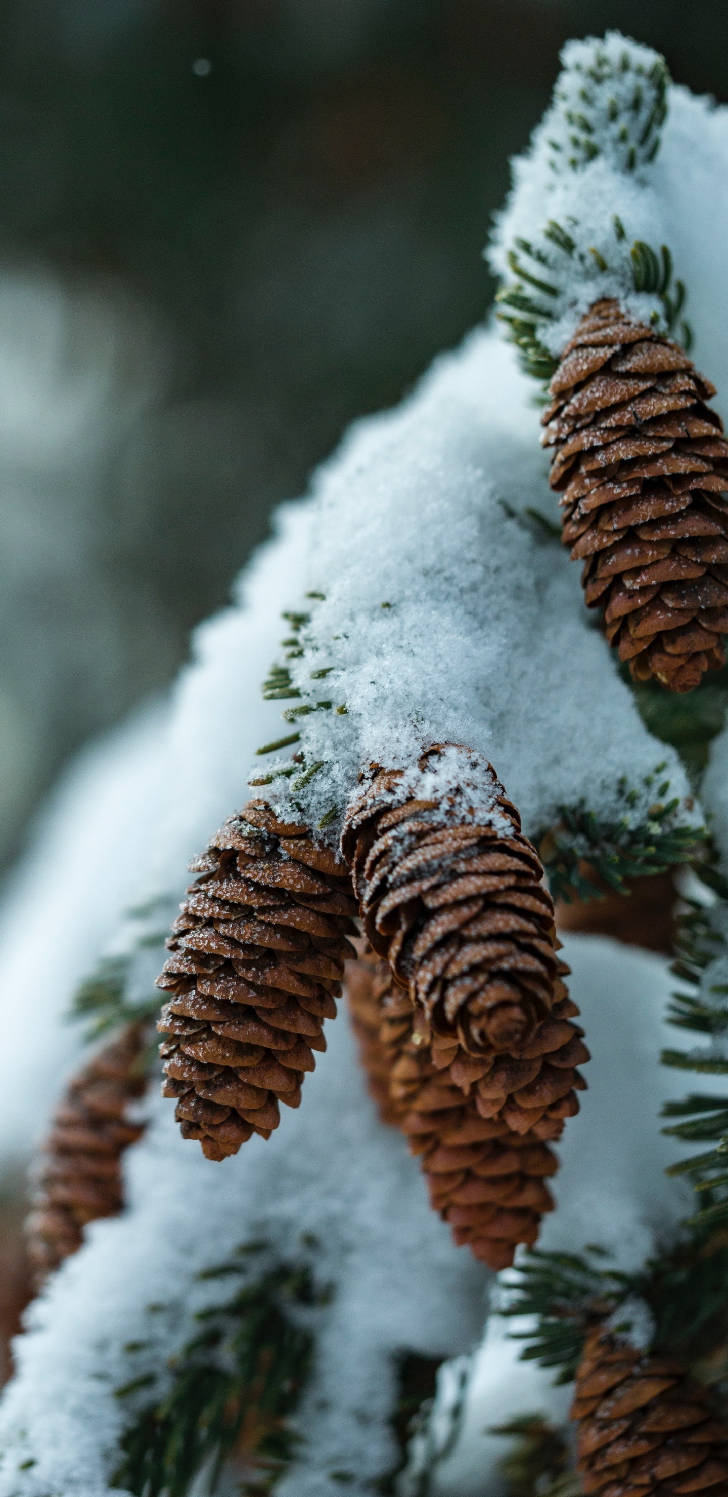 Piano Virtual, Piano, Nieve, Material Natural, Ramita. Wallpaper in 1440x2960 Resolution