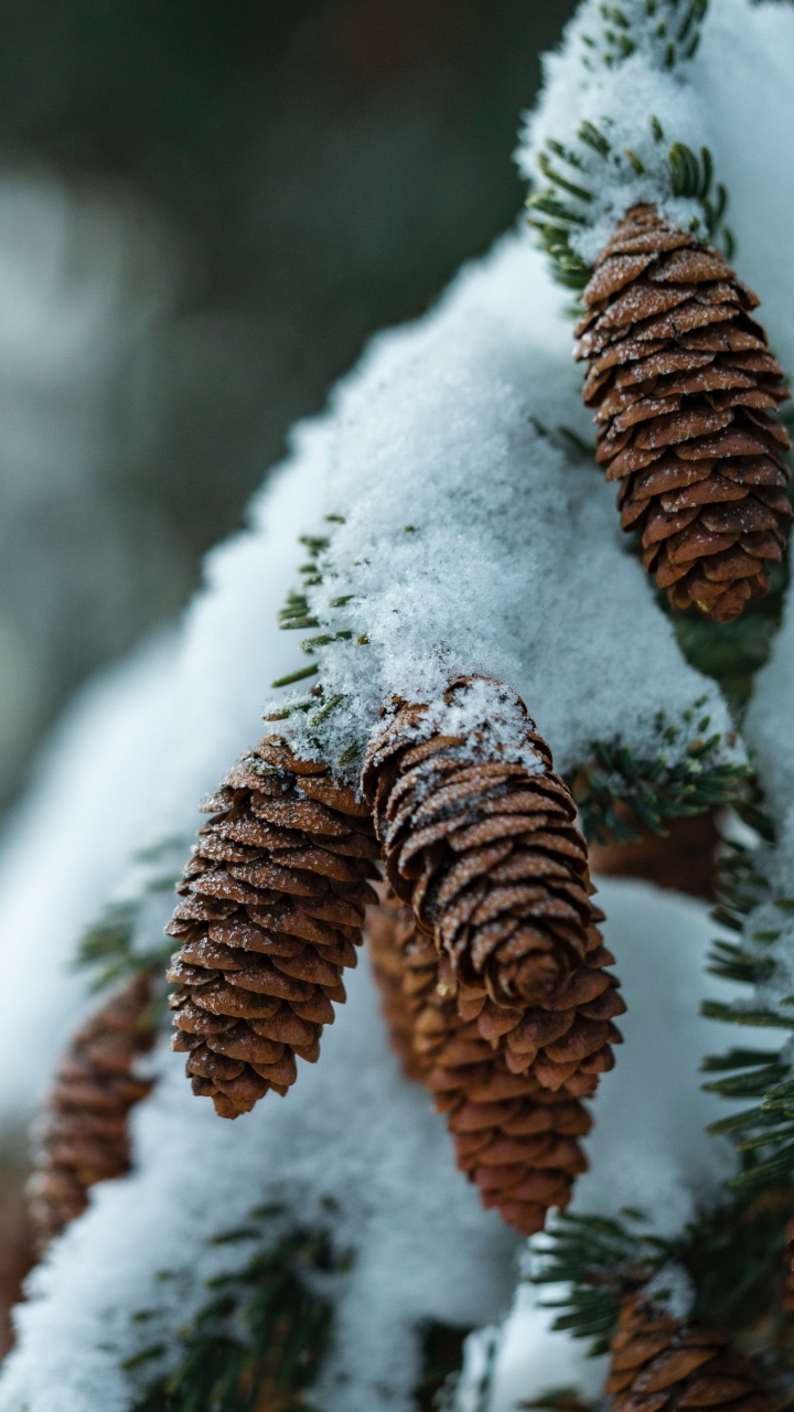 Piano Virtual, Piano, Nieve, Material Natural, Ramita. Wallpaper in 720x1280 Resolution