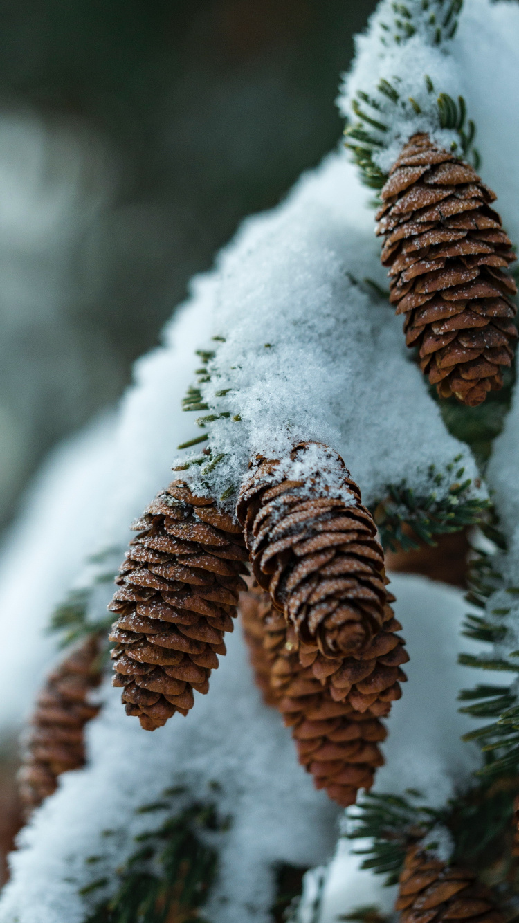 Virtual Piano, Piano, Plant, Snow, Natural Material. Wallpaper in 750x1334 Resolution