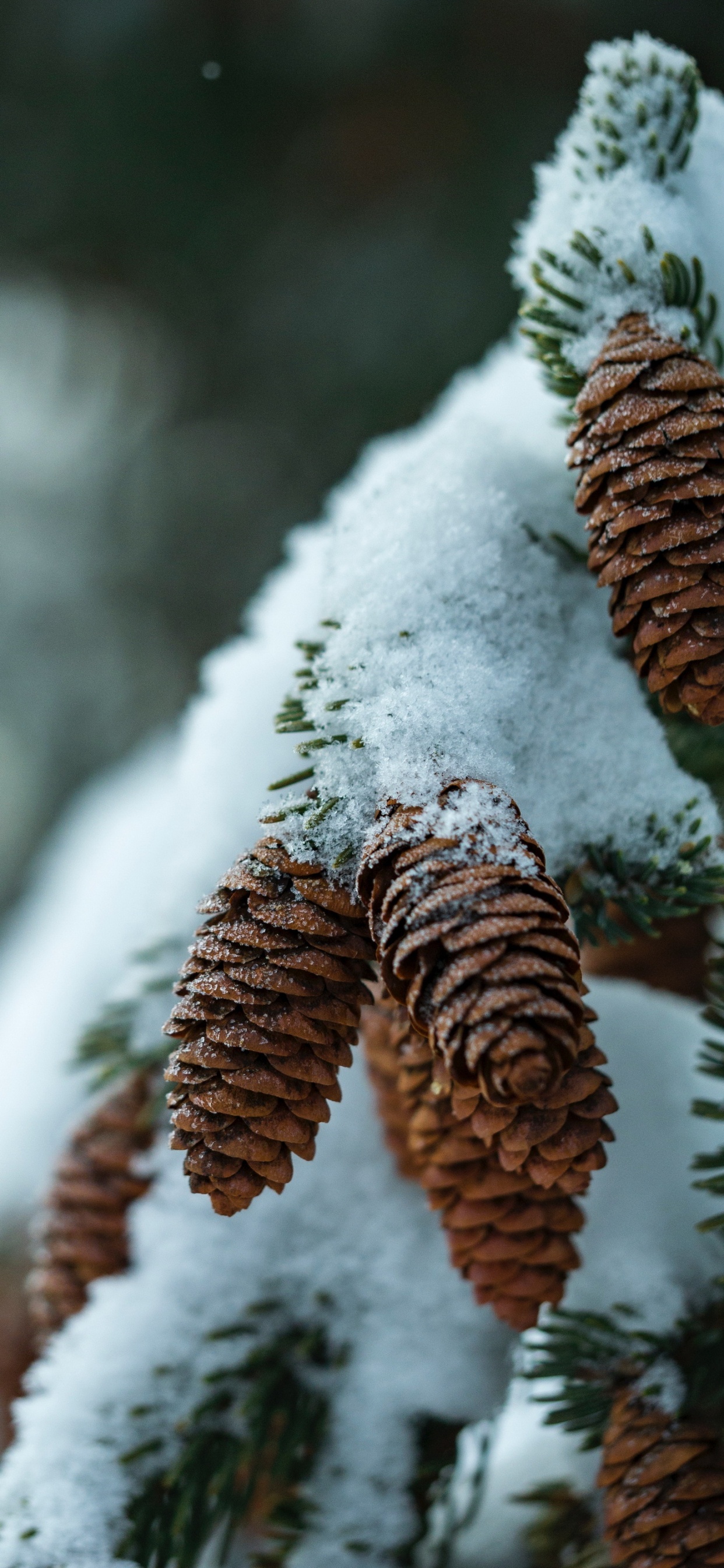 Virtuelles Klavier, Klavier, Schnee, Naturmaterialien, Zweig. Wallpaper in 1242x2688 Resolution